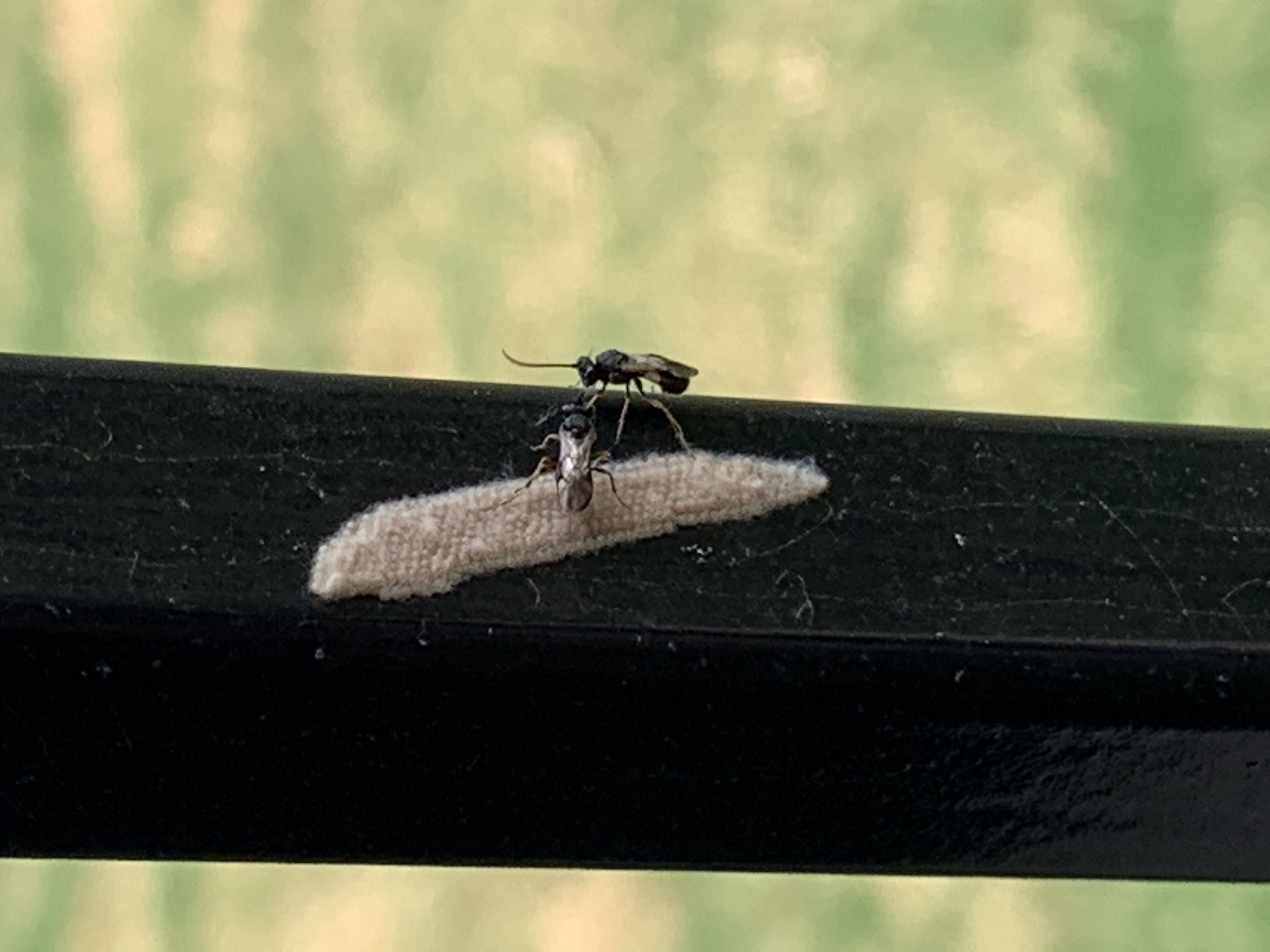 Insect Egg Cluster Identification Ask Extension 5361