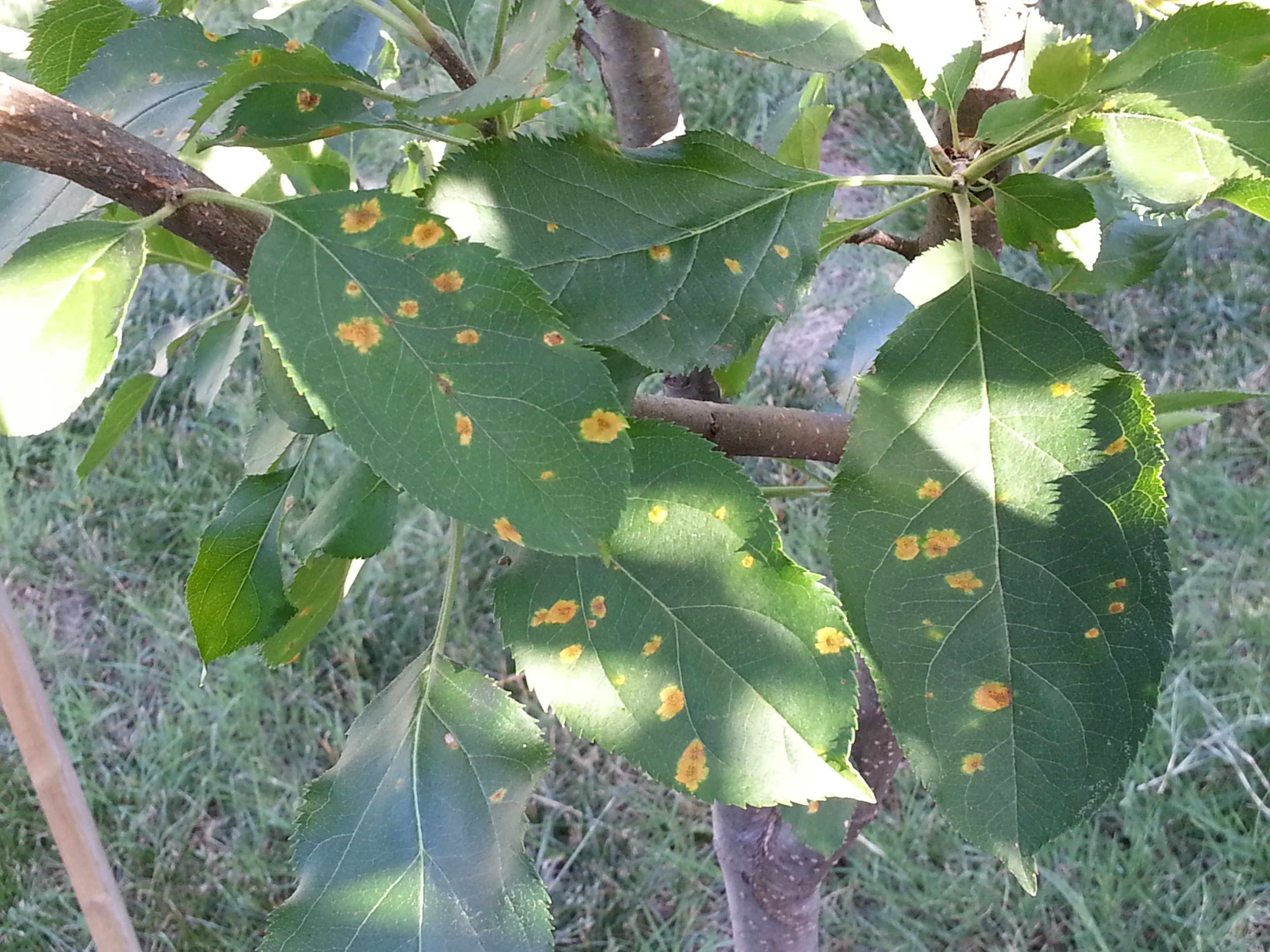 Why Are There Yellow Spots On The Leaves Of My Apple Tree Ask Extension