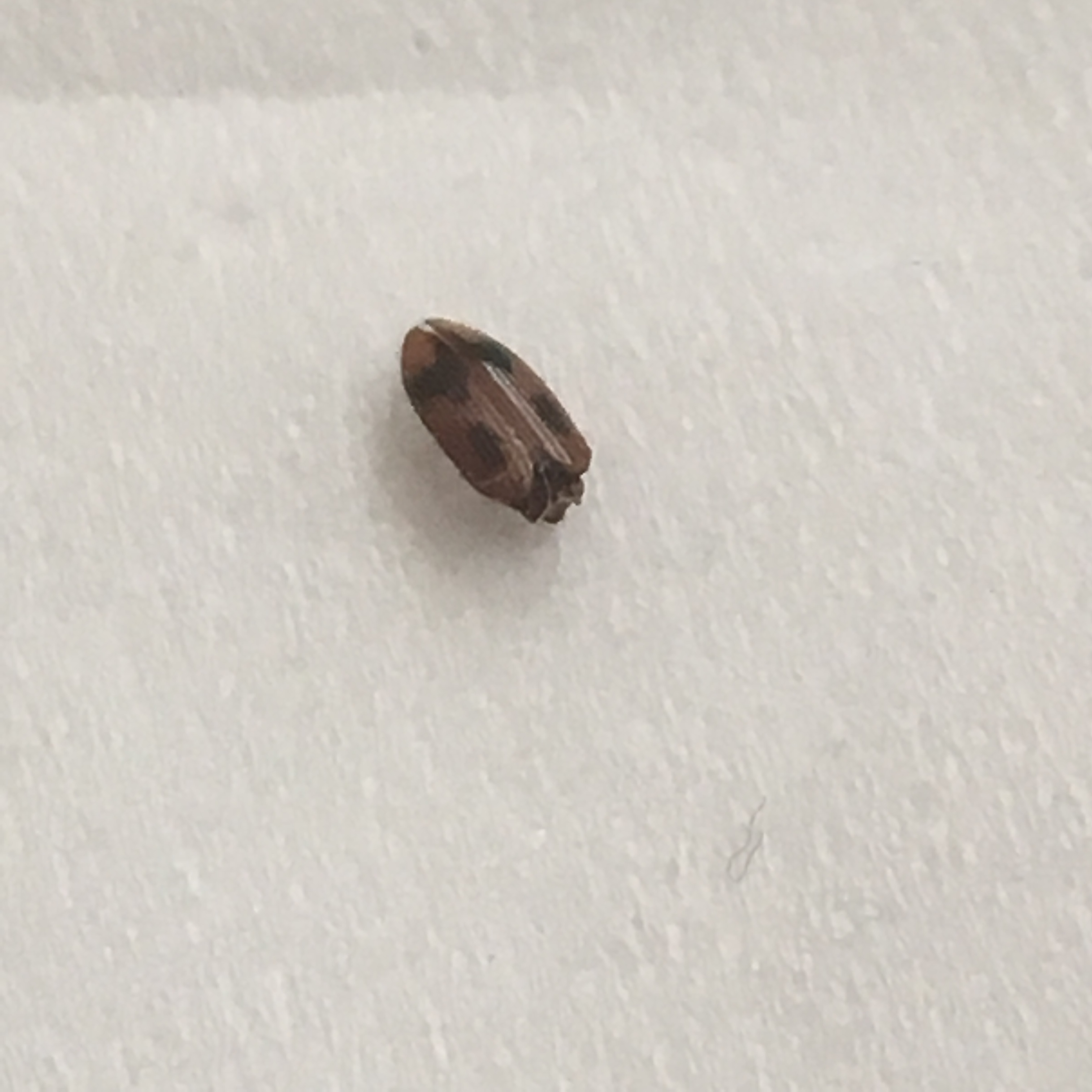 Little brown bug in hair - Ask Extension