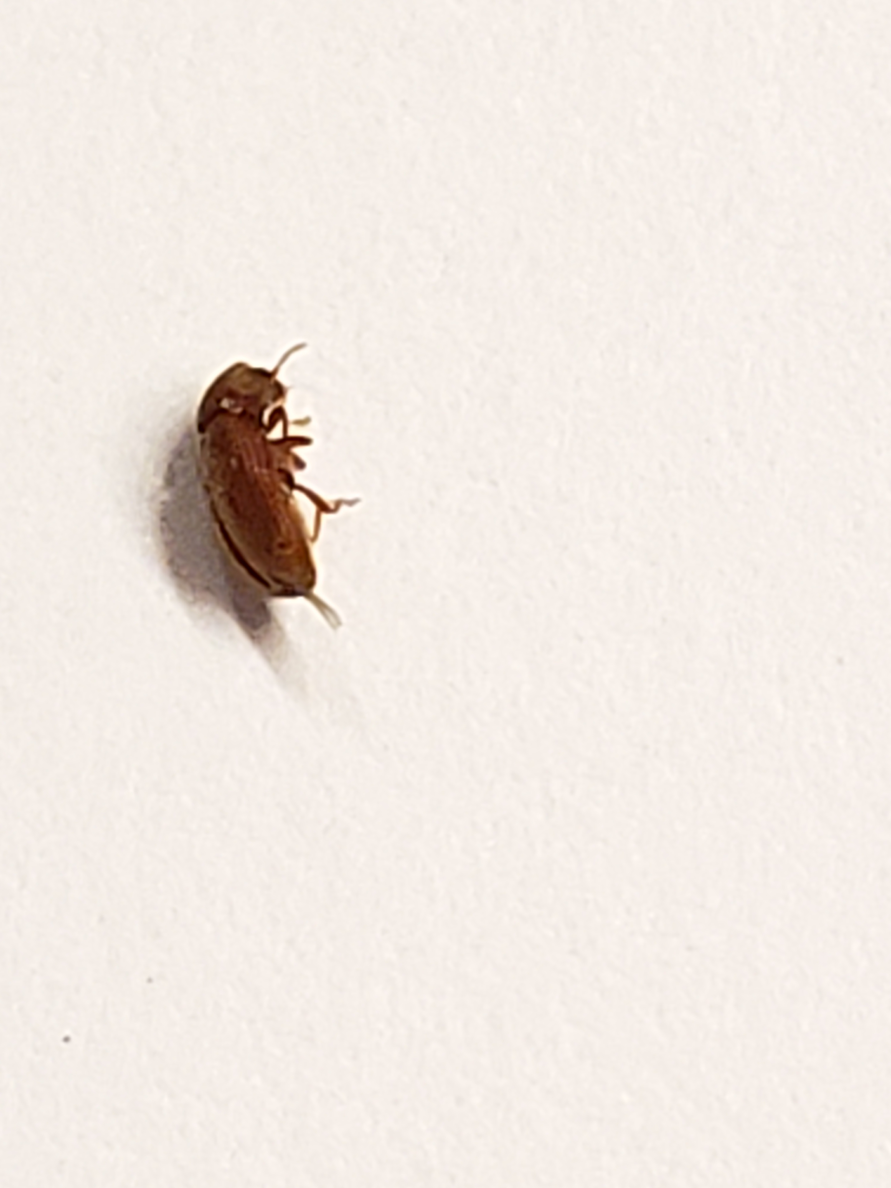 Small bugs around kitchen window - Ask Extension