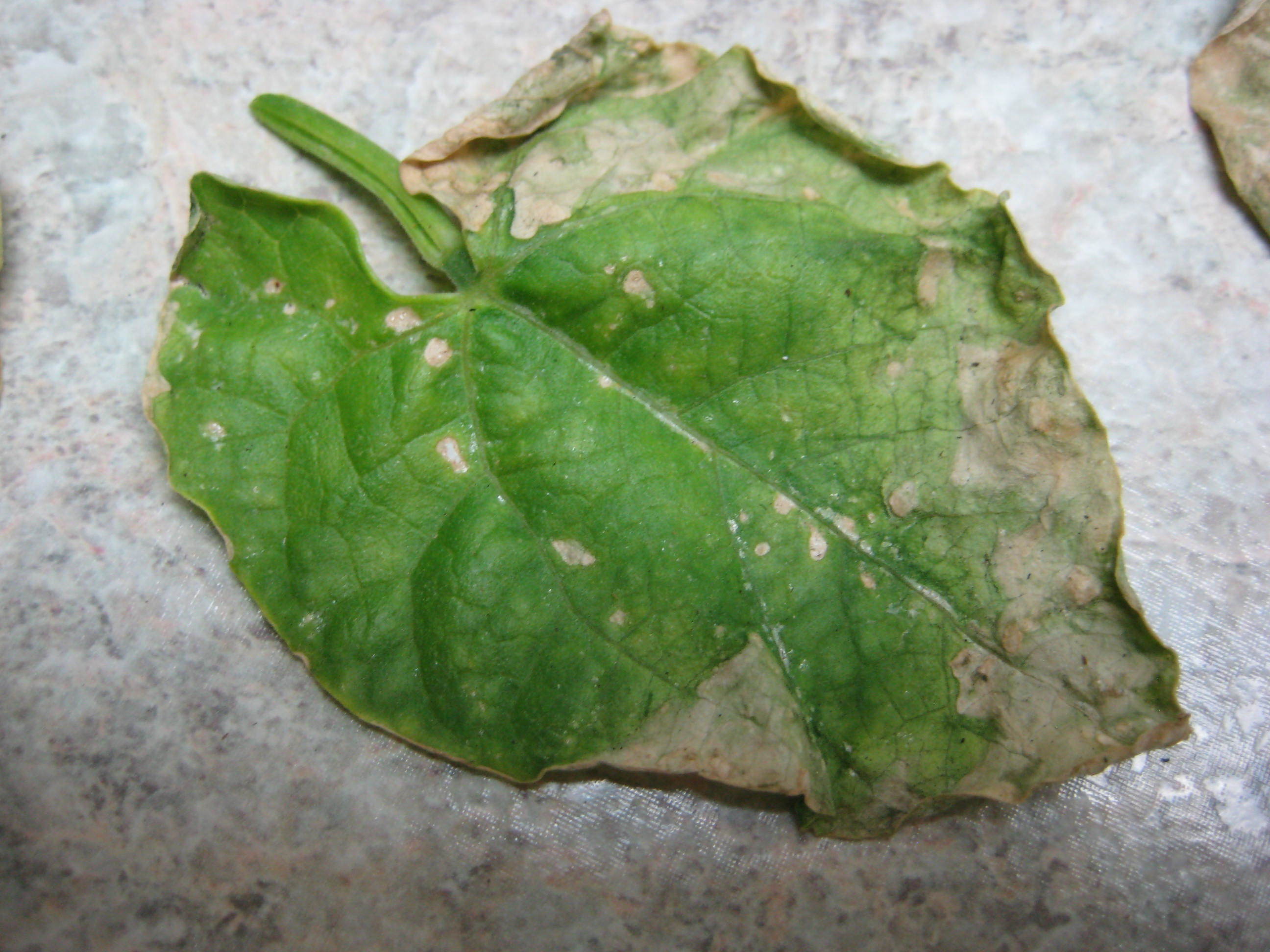 Brown spots on bush beans Ask Extension