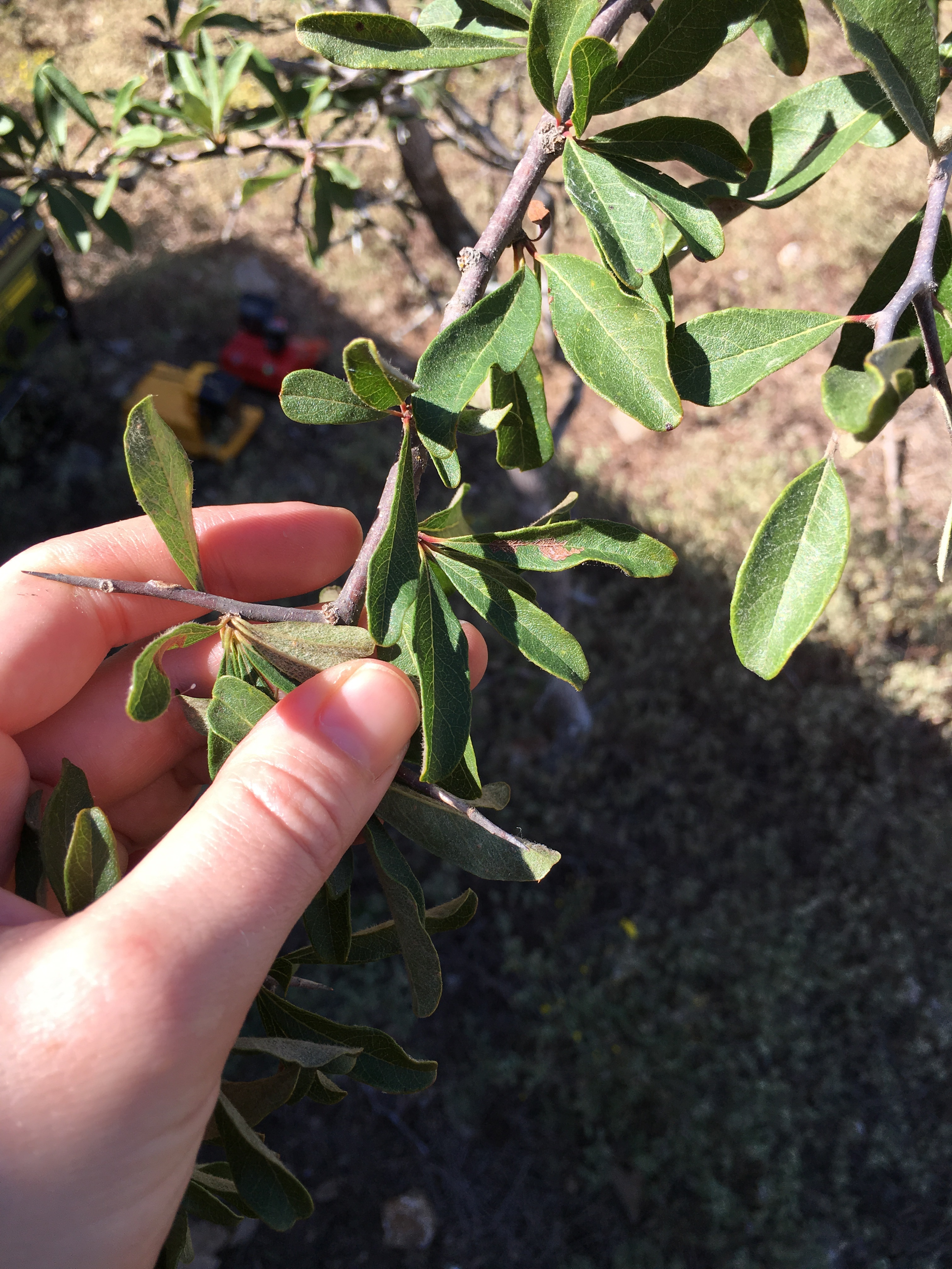 native texas trees with thorns