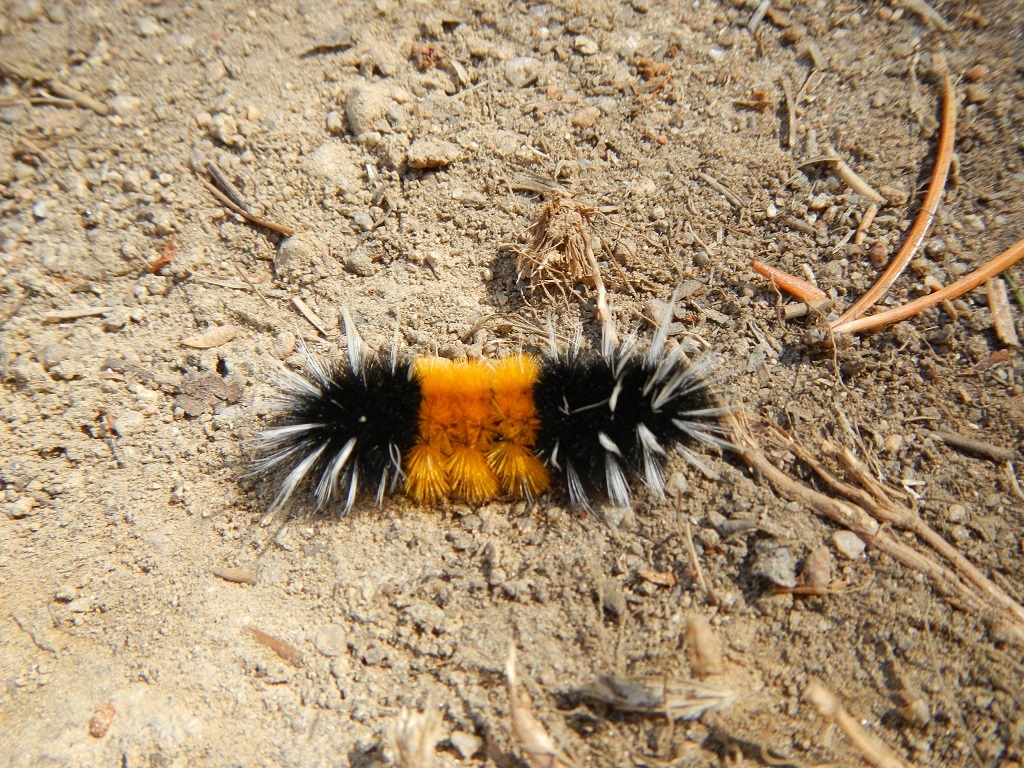 identify this caterpillar Ask Extension