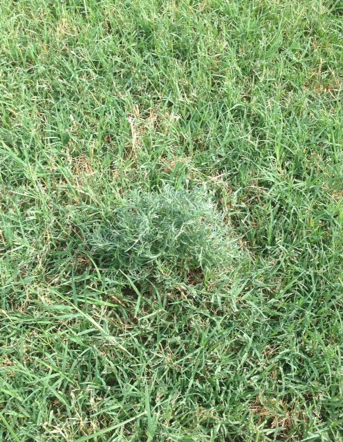 I Need Help Identifying This Lawn Weed And A Treatment Method Ask Extension