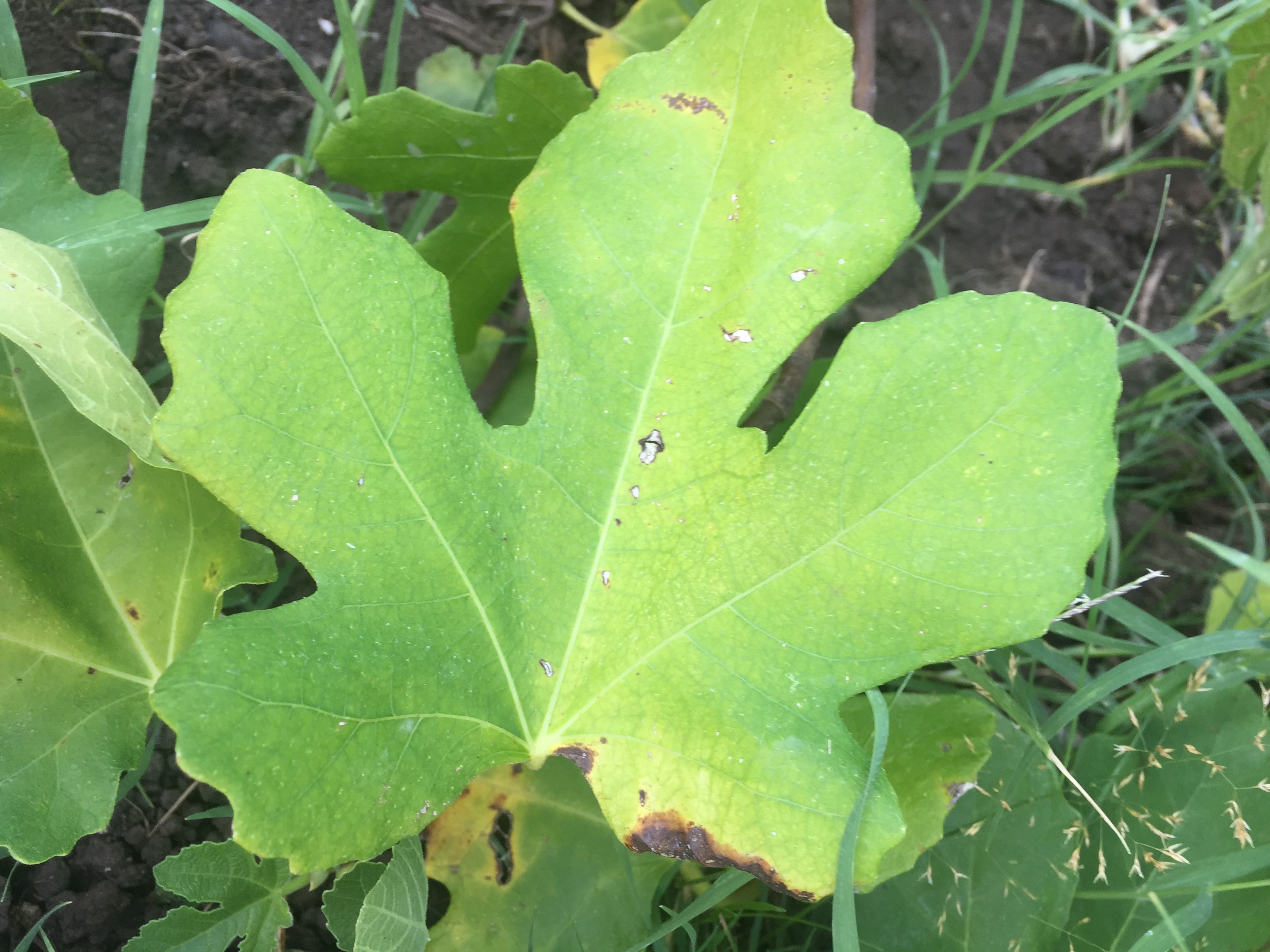 why-are-my-fig-tree-s-leaves-turning-yellow-brown-and-falling-off