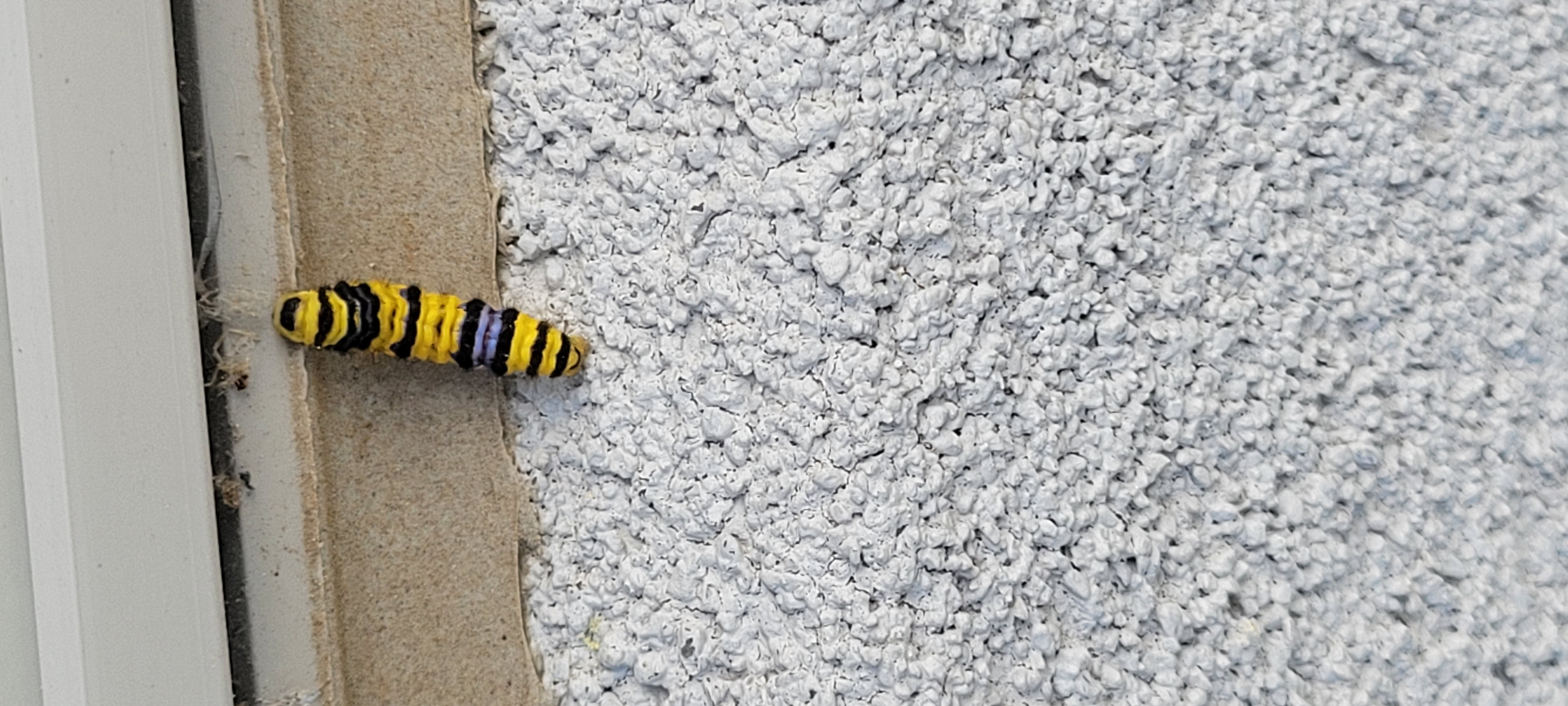 what-type-of-catepillar-is-this-monarch-there-are-about-half-a-dozen