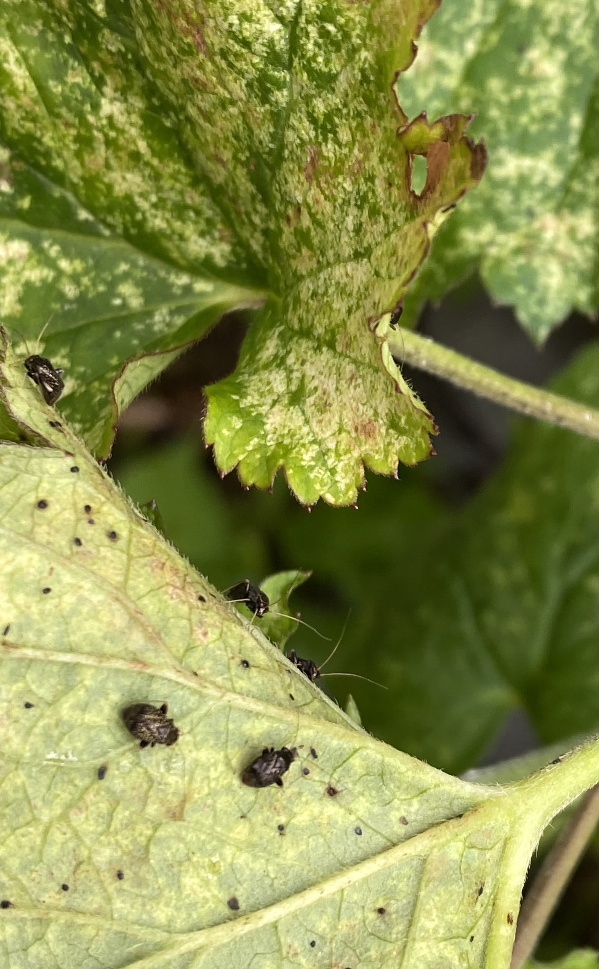 Black insects sucking the life out of Japanese anemones - Ask Extension