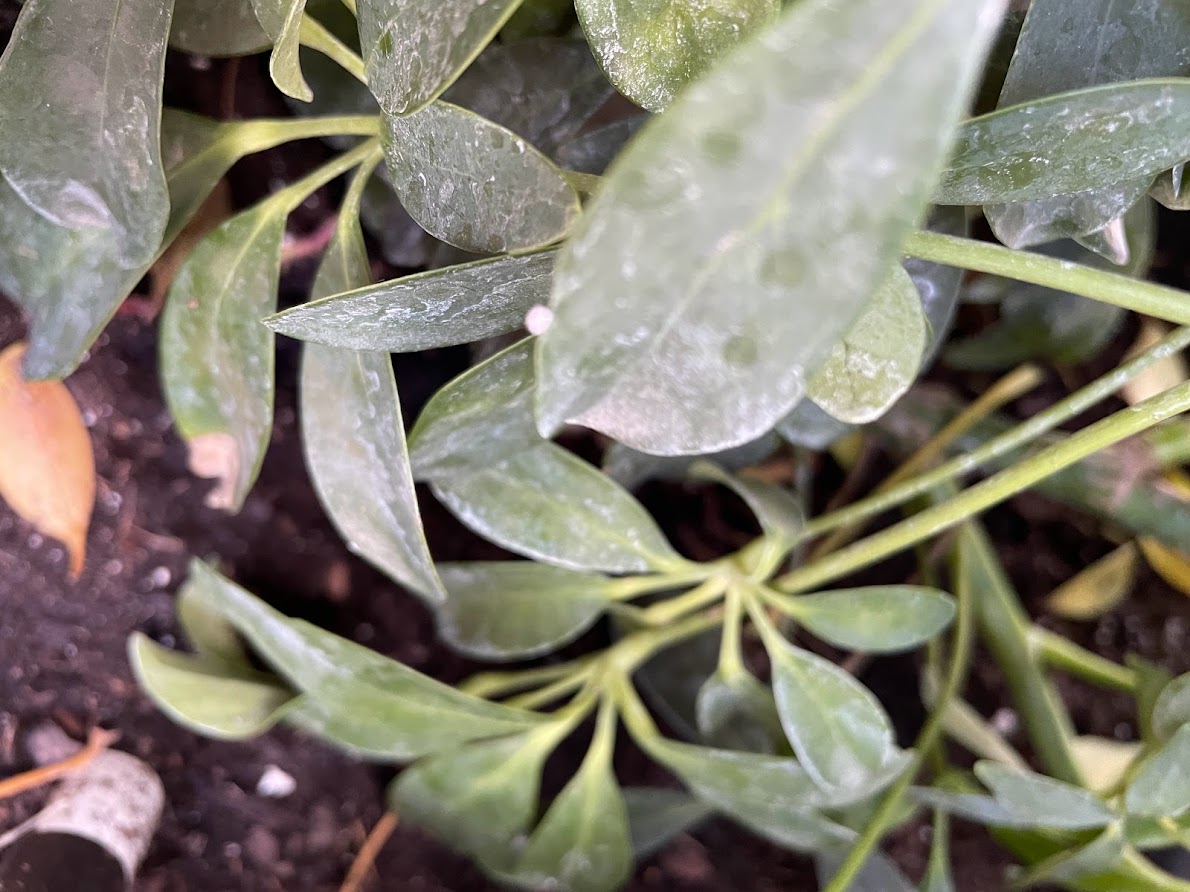 bugs-on-house-plants-that-were-outside-and-i-want-to-bring-inside-ask