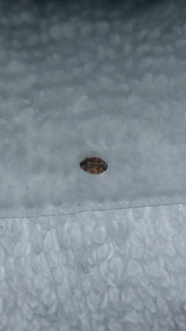 Little tiny flying bugs that come from the window sill! - Ask Extension