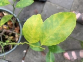 Meyer lemon tree problems - Ask Extension