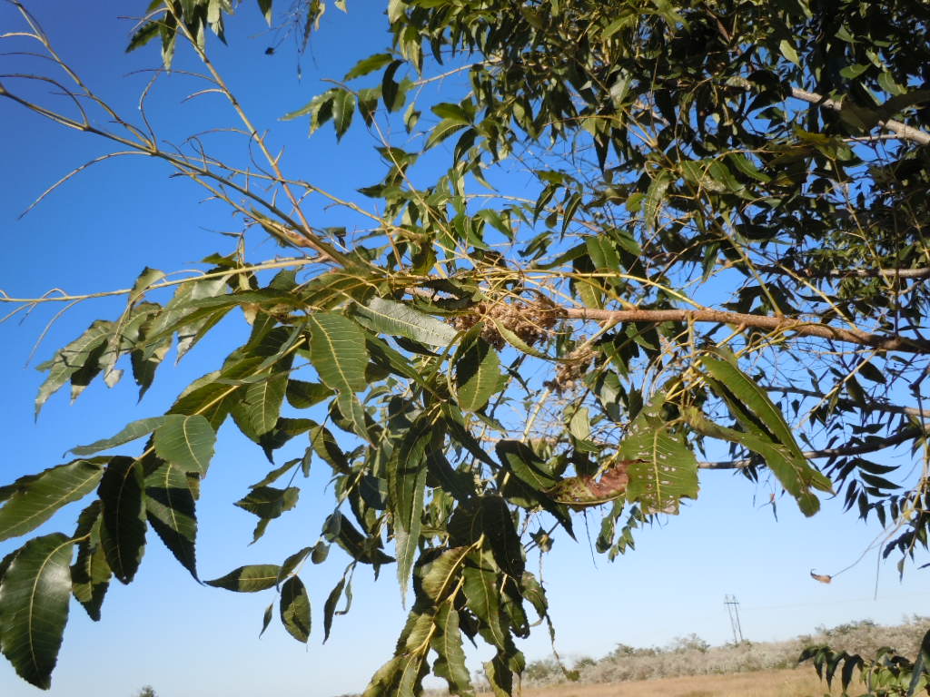 pecan tree leaves falling early