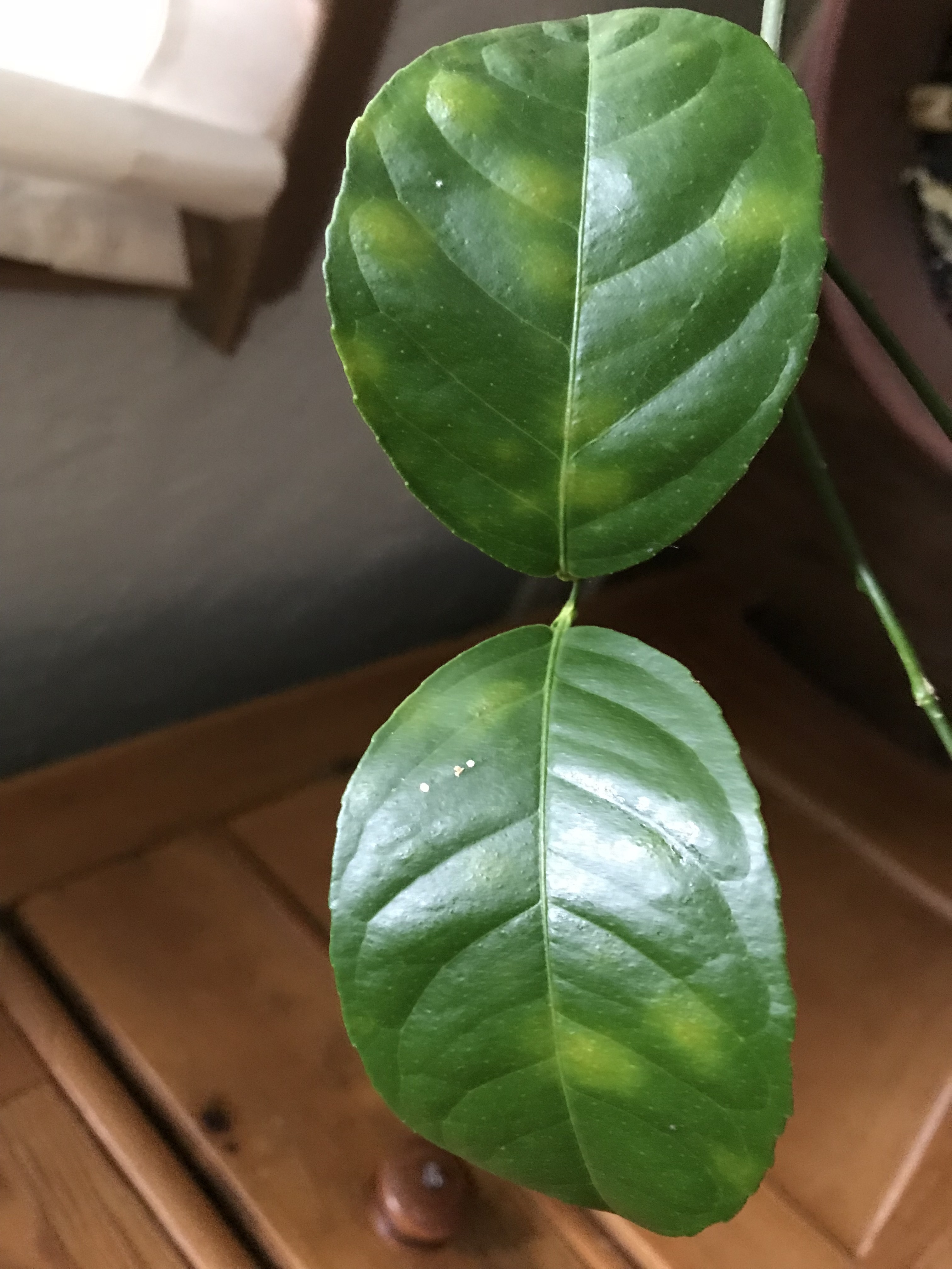 myer-lemon-tree-losing-leaves-ask-extension