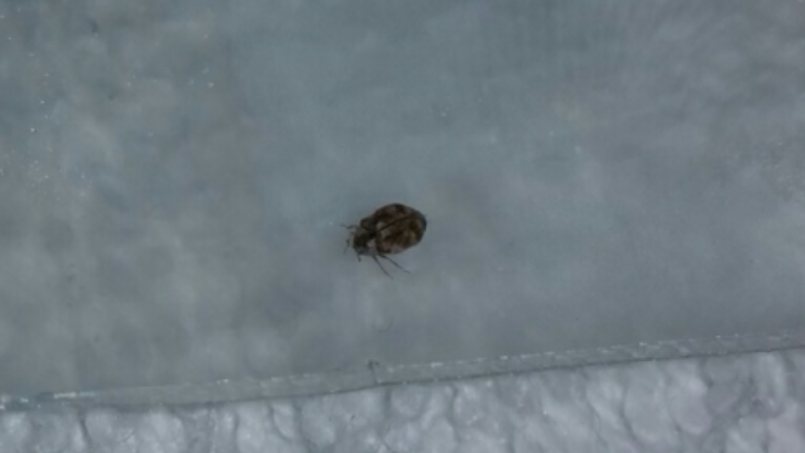 Little Tiny Flying Bugs That Come From The Window Sill Ask Extension