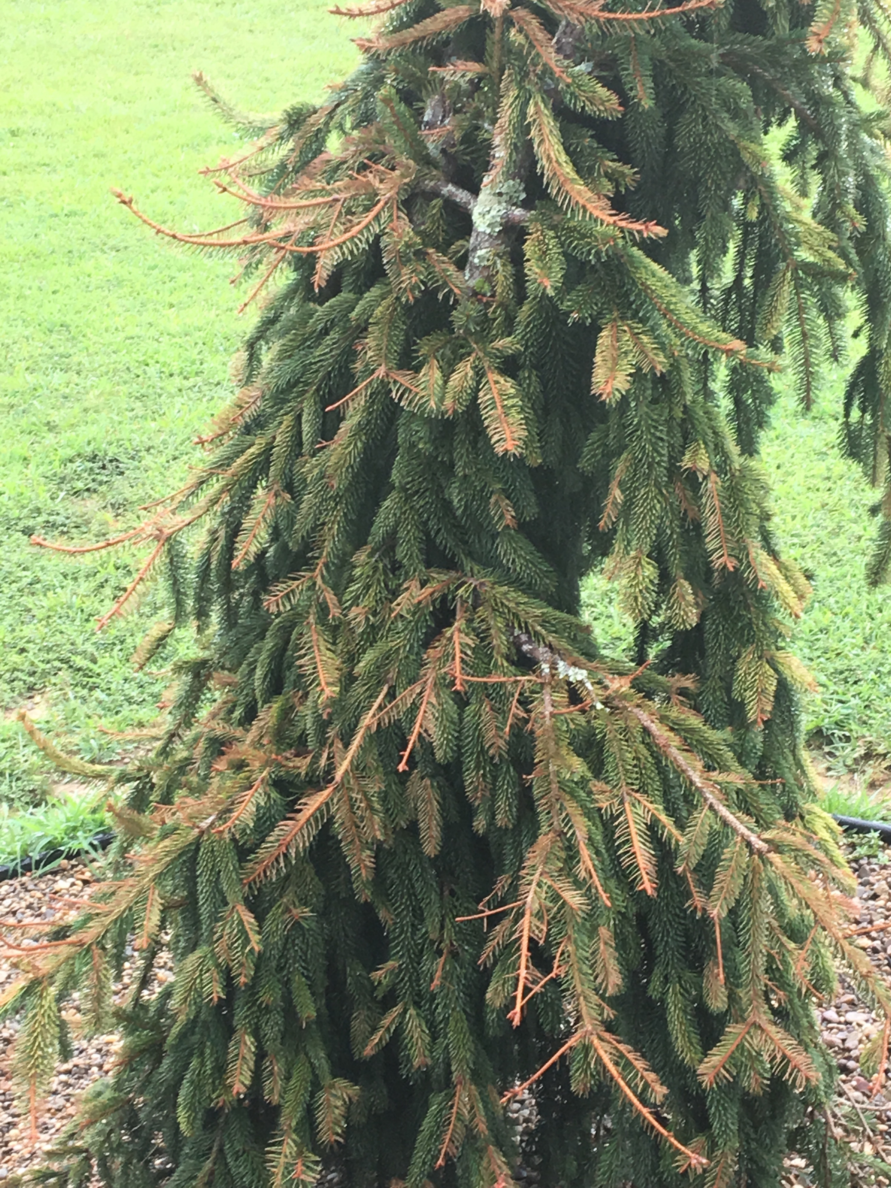 weeping pine tree turning brown