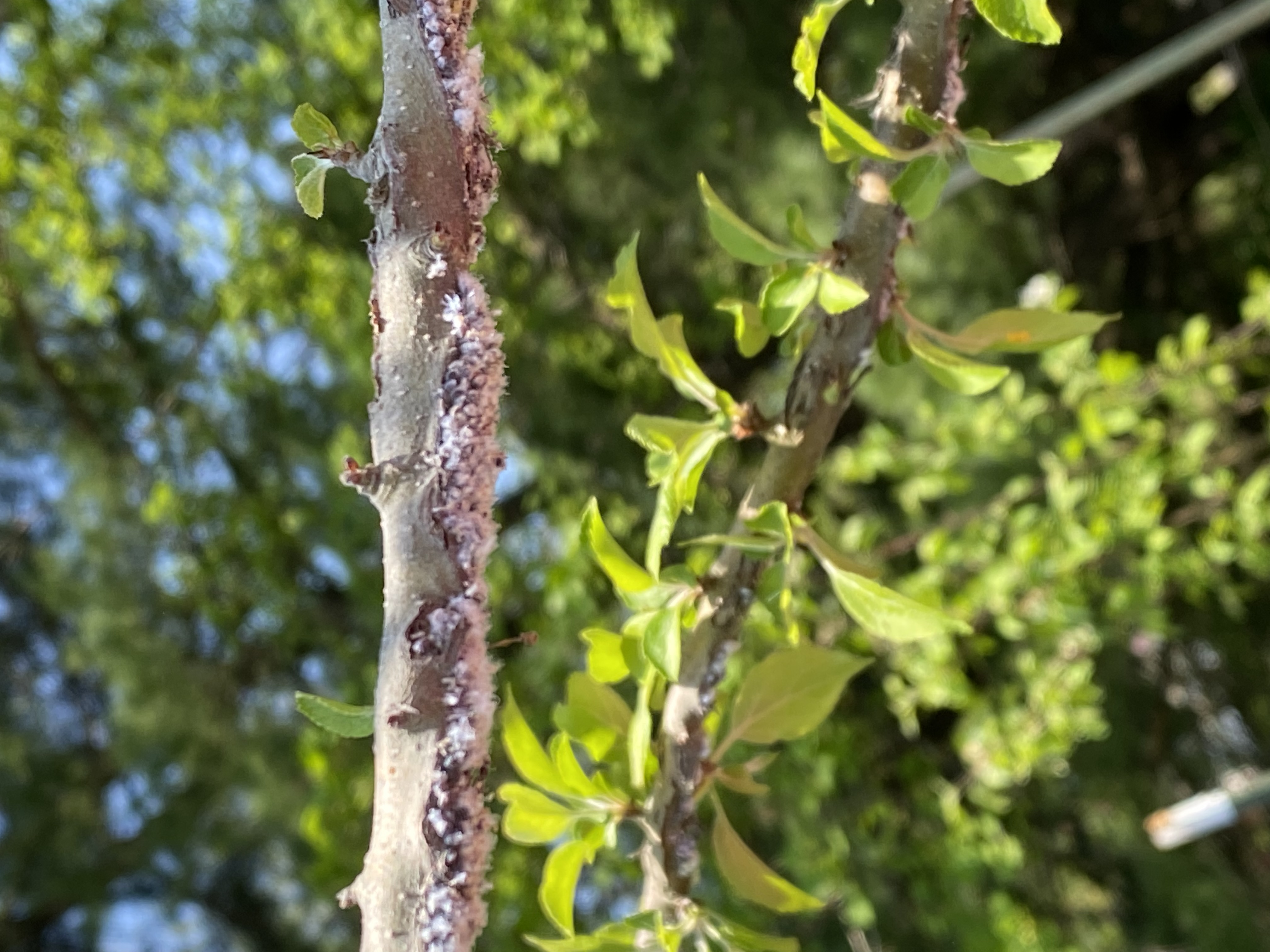 Apple tree with white powder on branches - Ask Extension