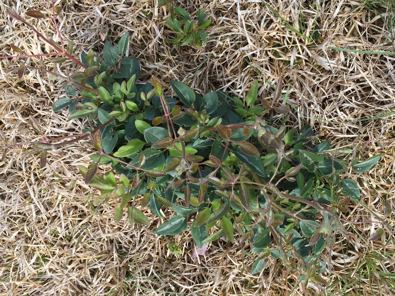 Ground Cover that Causes Reaction - Ask Extension