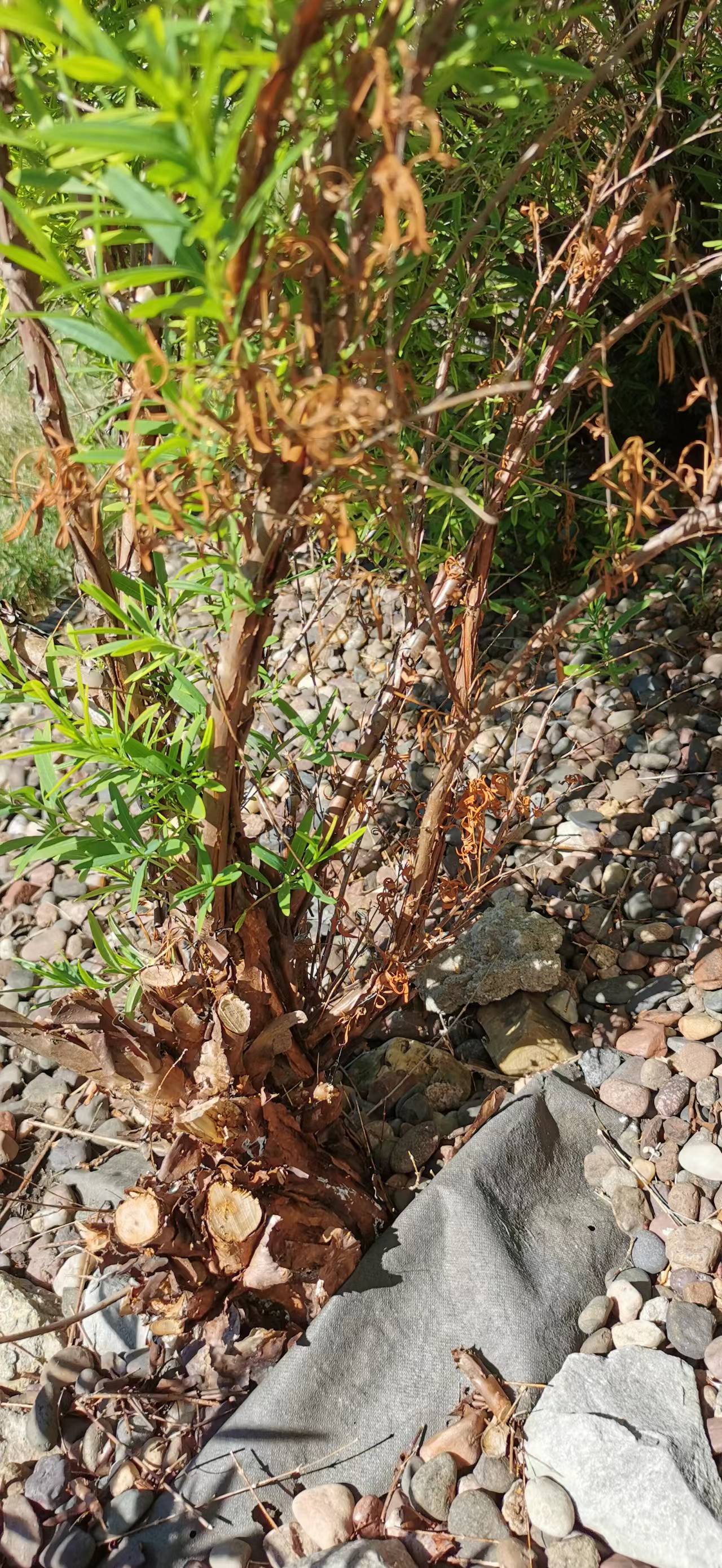 St. John’s Wort plant disease Ask Extension