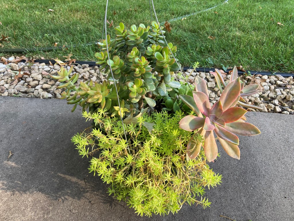 can-succulent-basket-stay-outside-during-the-winter-ask-extension