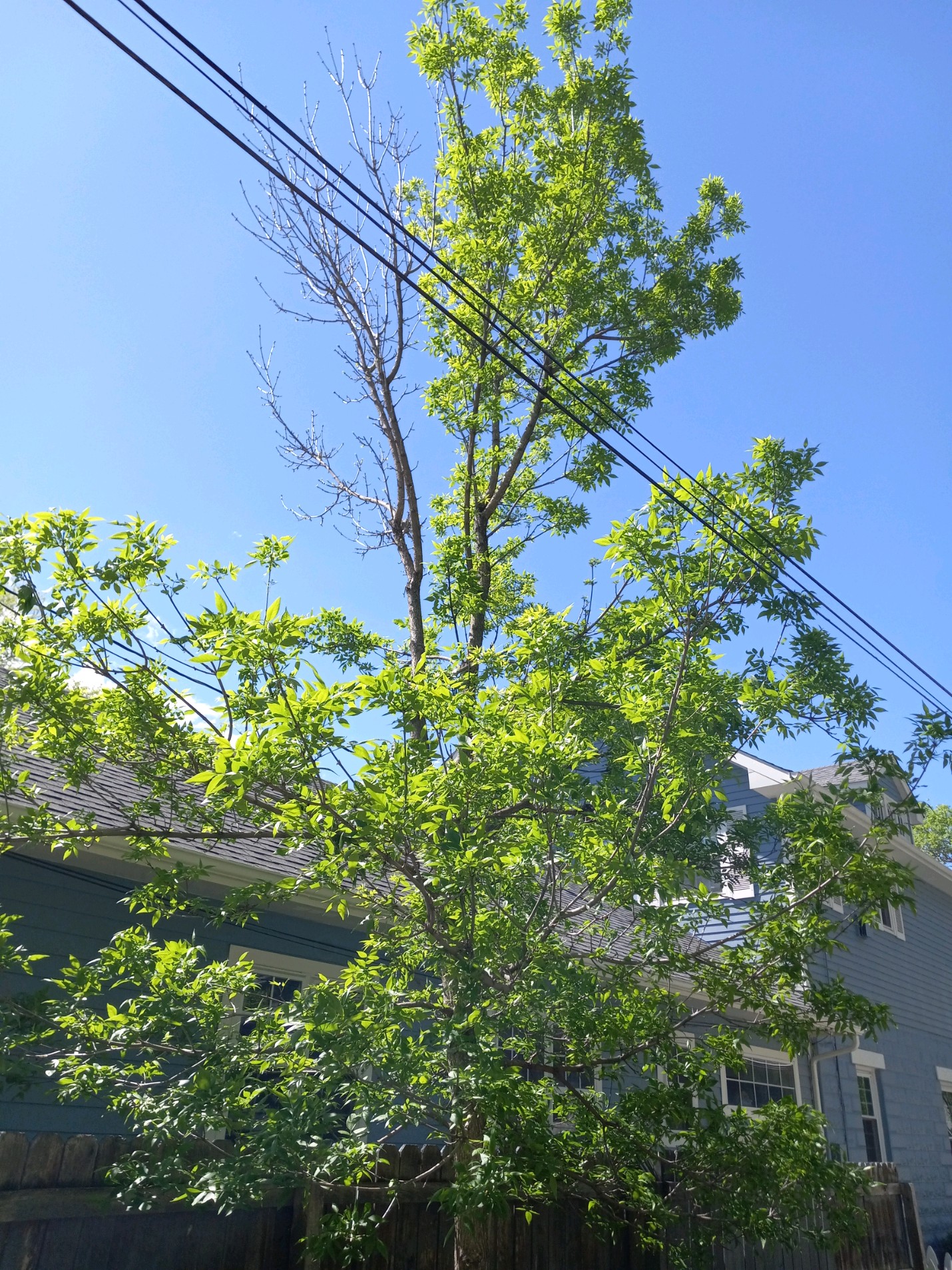 Dead limbs on my ash tree - Ask Extension