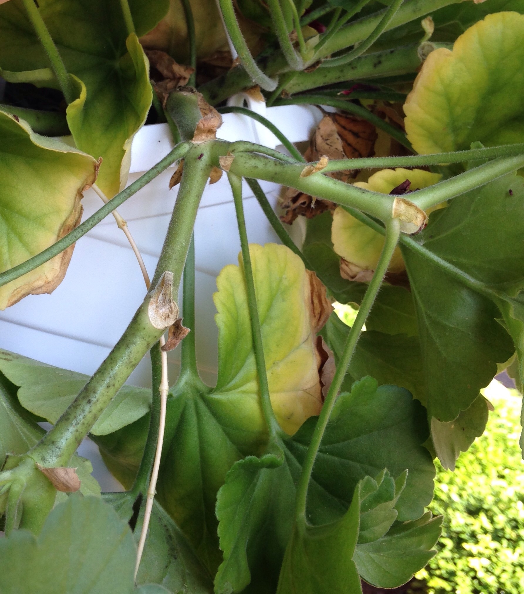 What is happening to my geraniums? - Ask Extension