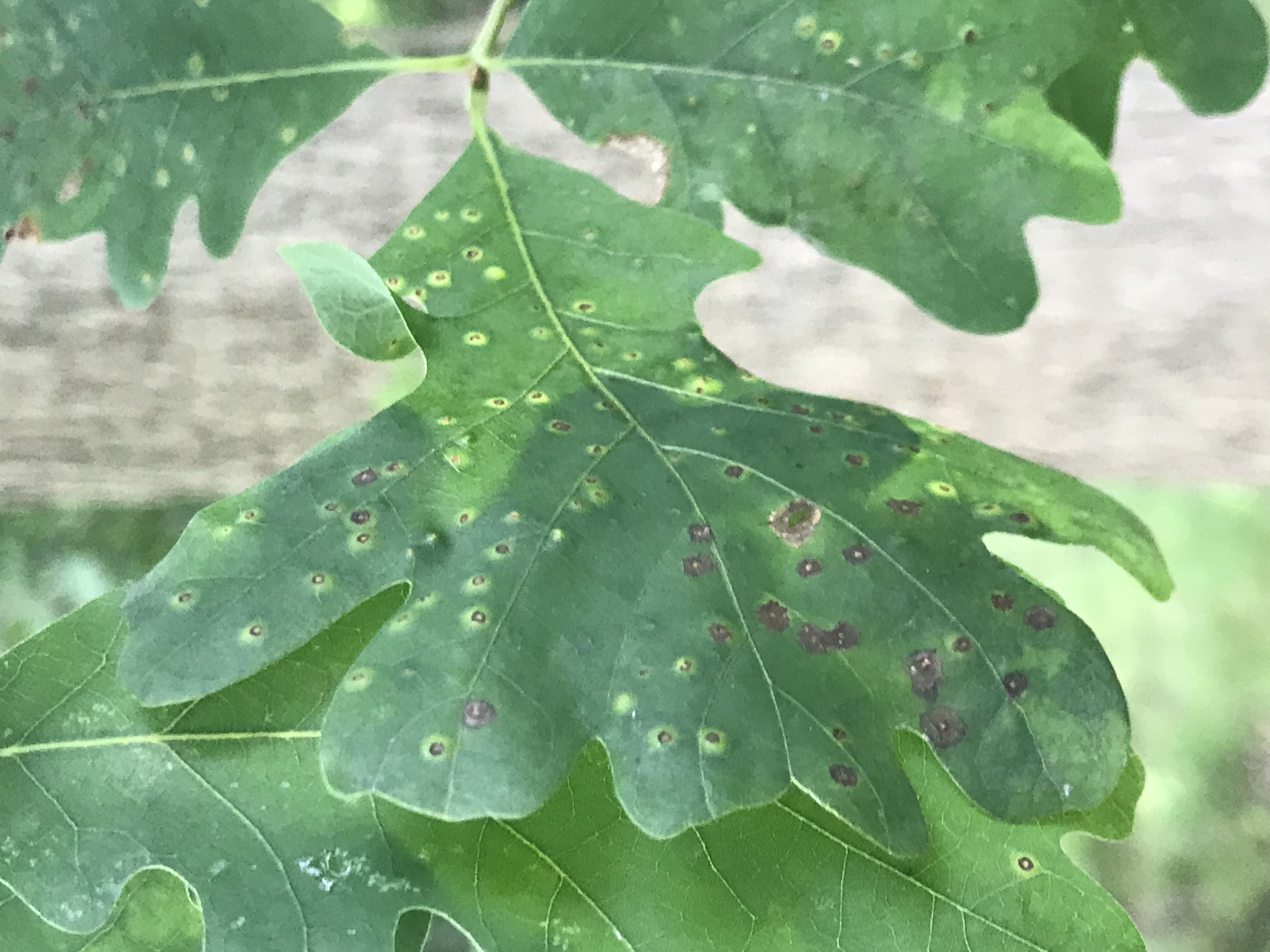 oak-tree-has-spotted-leaves-ask-extension