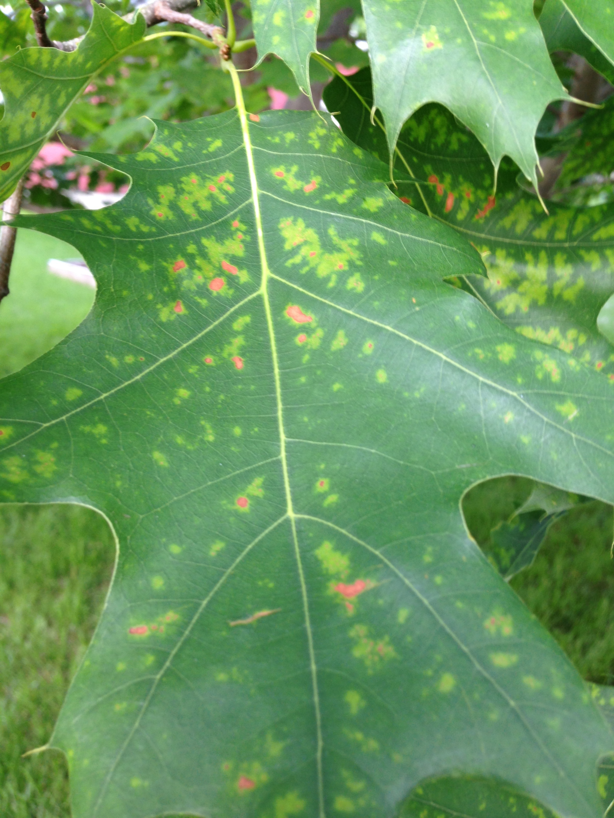 Red Oak tree with abnormal leaves - Ask Extension