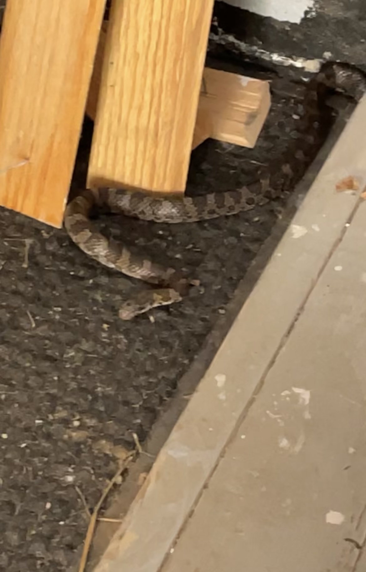 Snake identification - Ask Extension