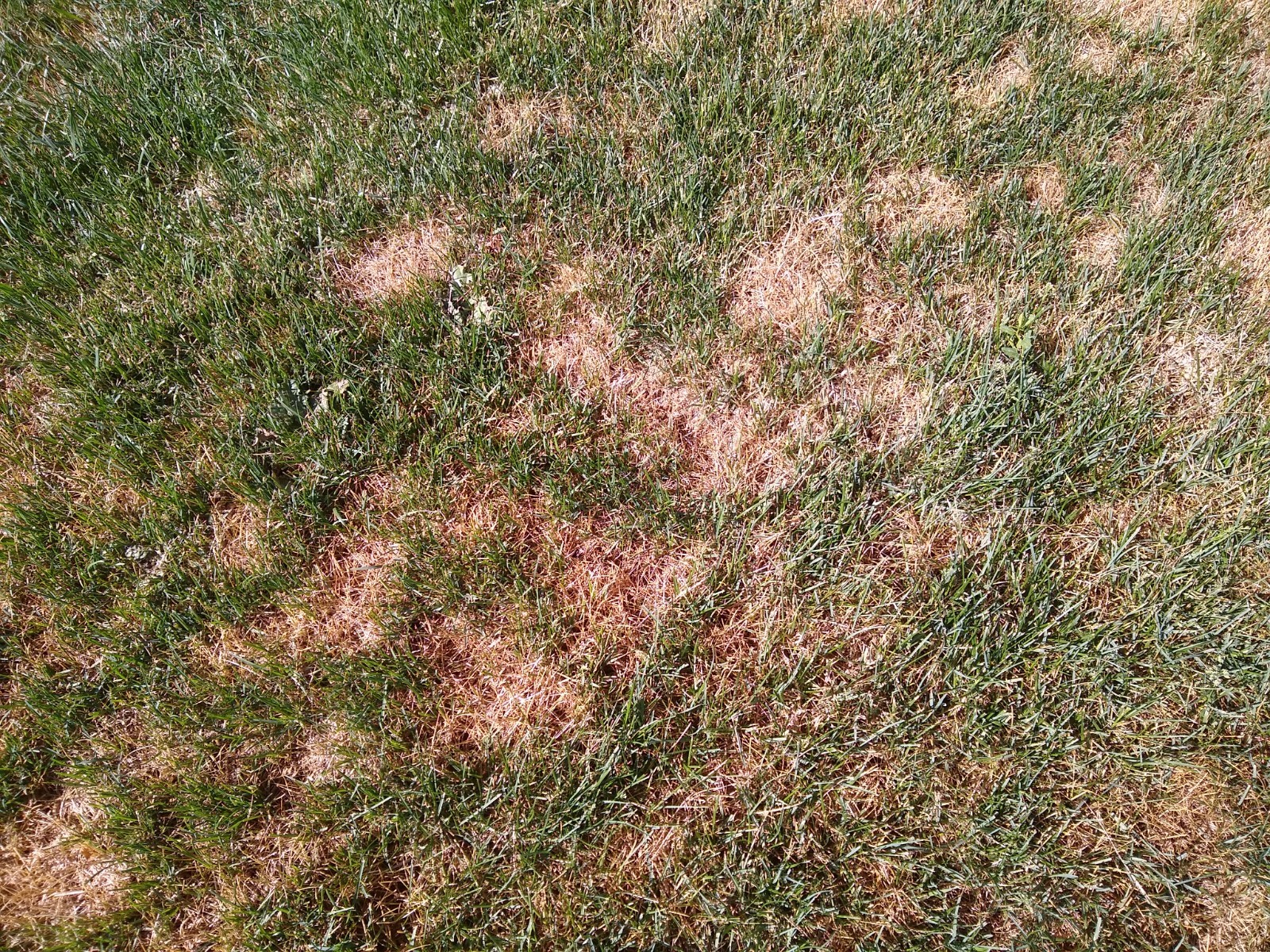 Diagnosing dead spots in lawn - Ask Extension