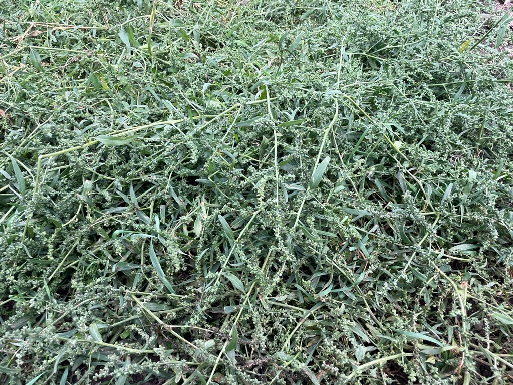 pasture overrun by weeds - Ask Extension