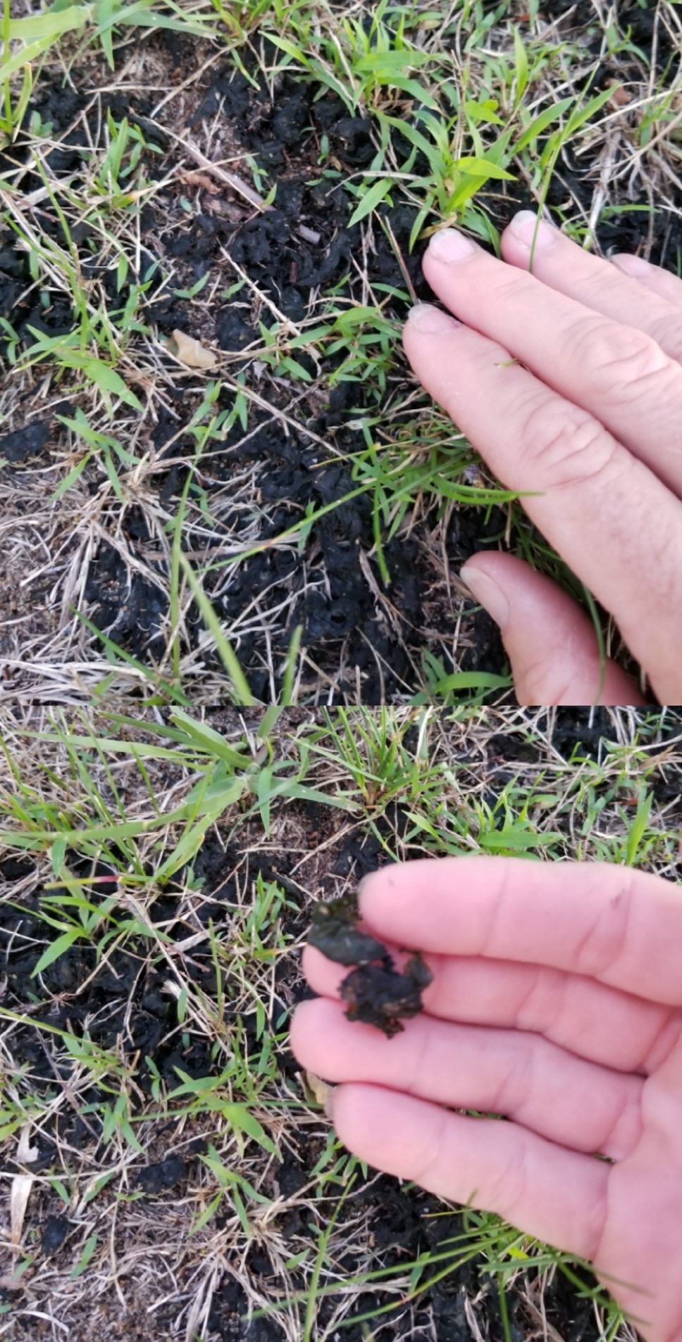 black-slime-lawn-fungus-ask-extension