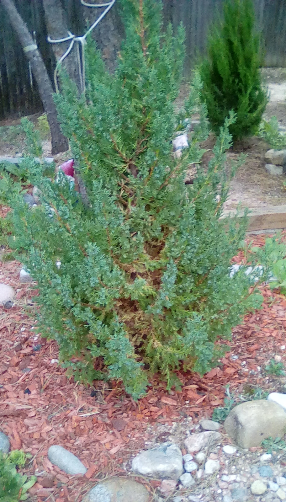 Upright blue point juniper health - Ask Extension