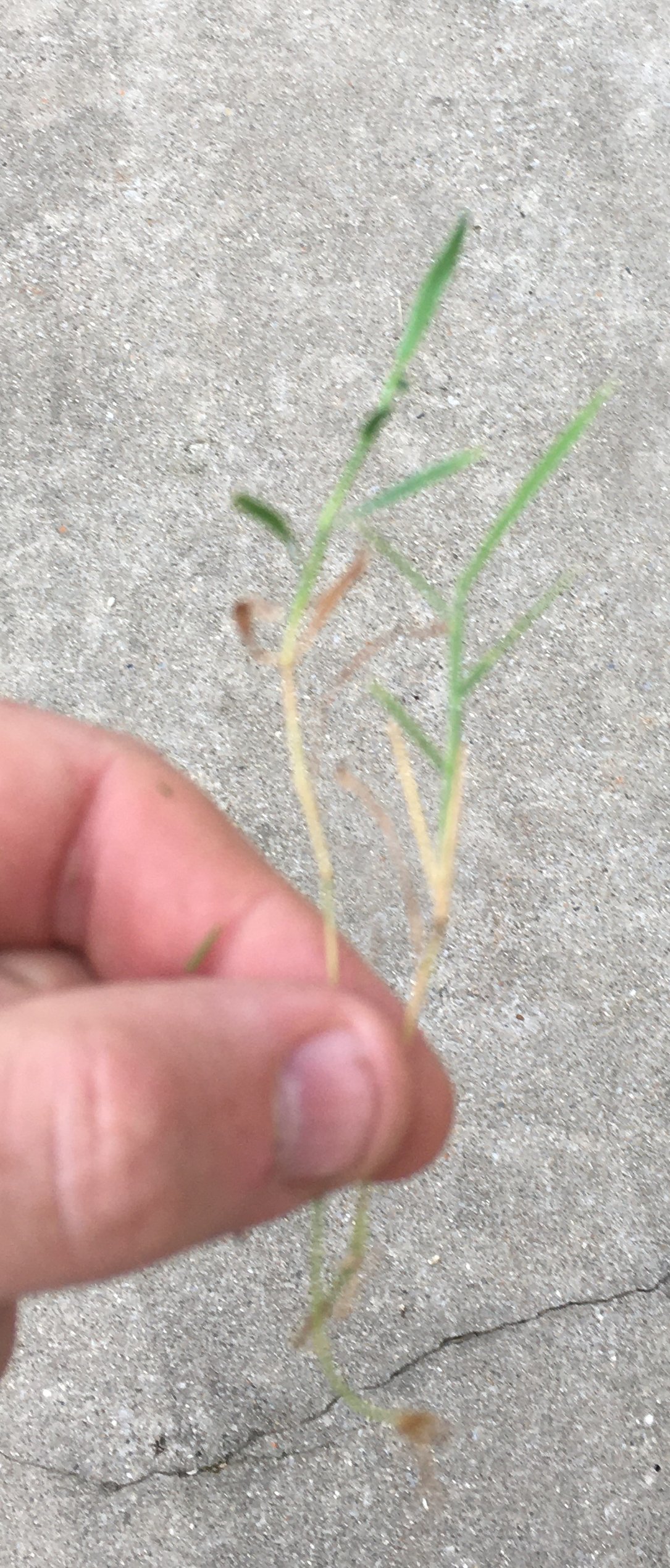 help-me-identify-this-grass-ask-extension