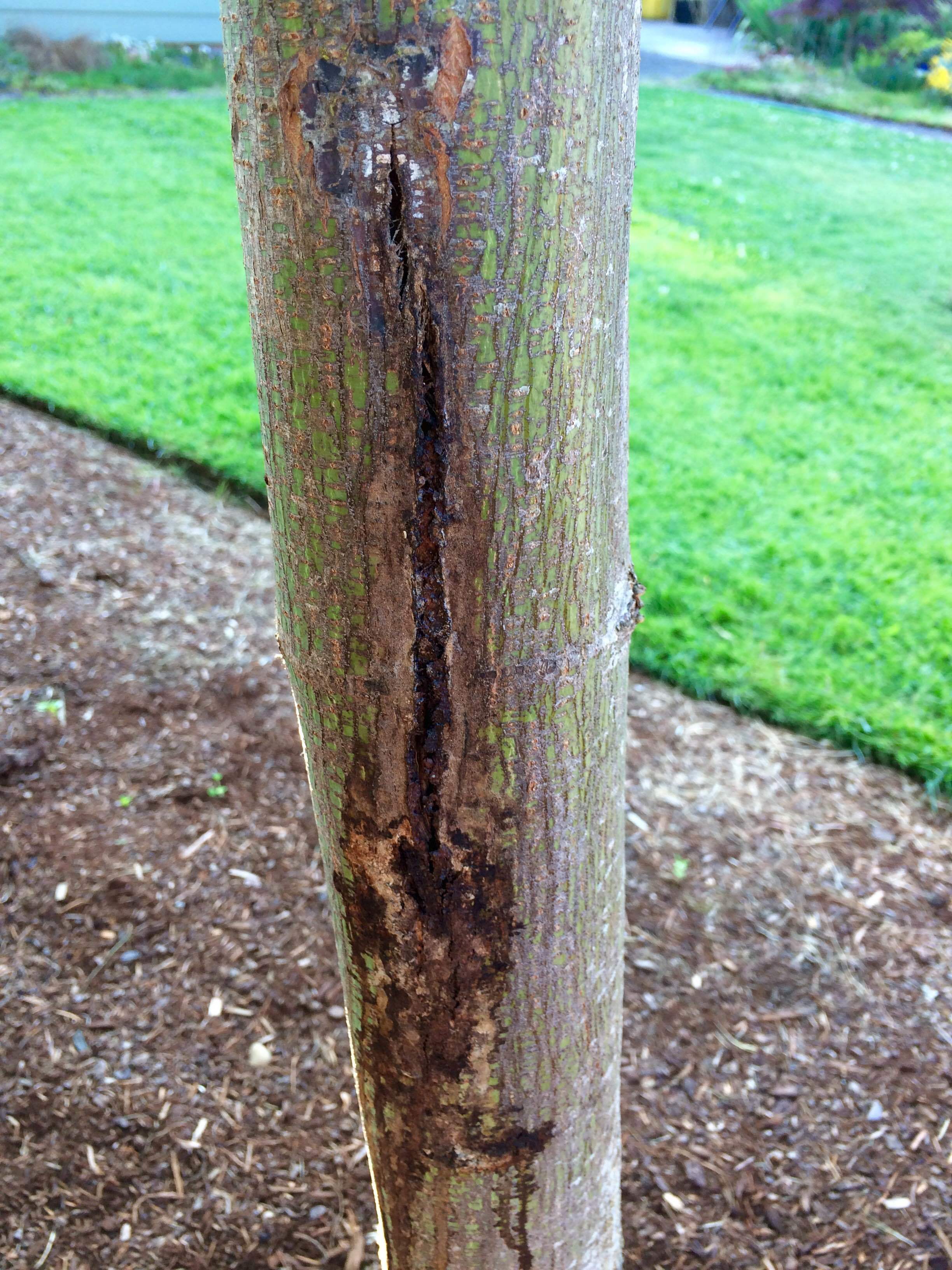 Big Leaf Maple - Disease or Decay of Trunk - Ask Extension