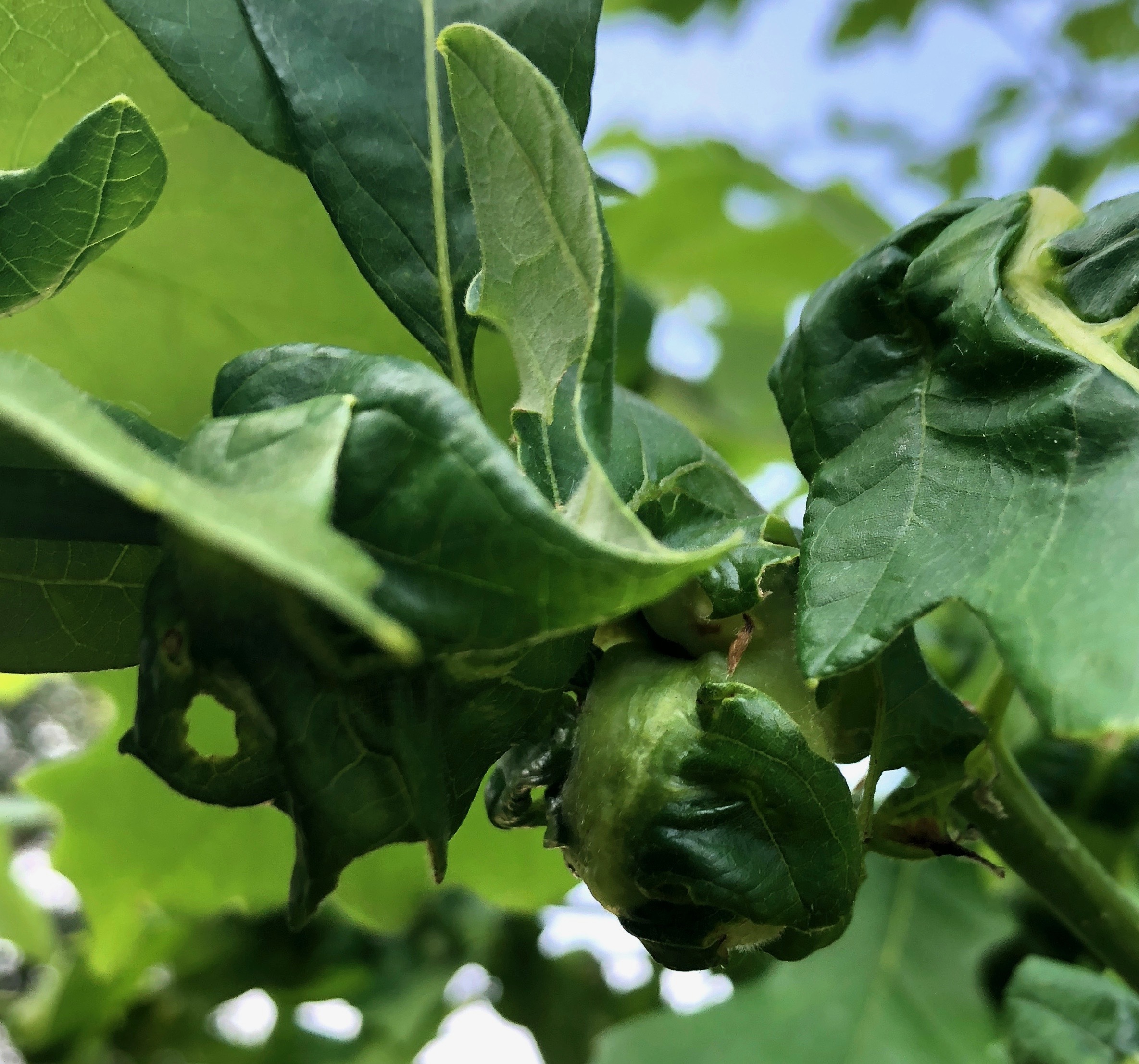 Swamp White Oak disease? - Ask Extension