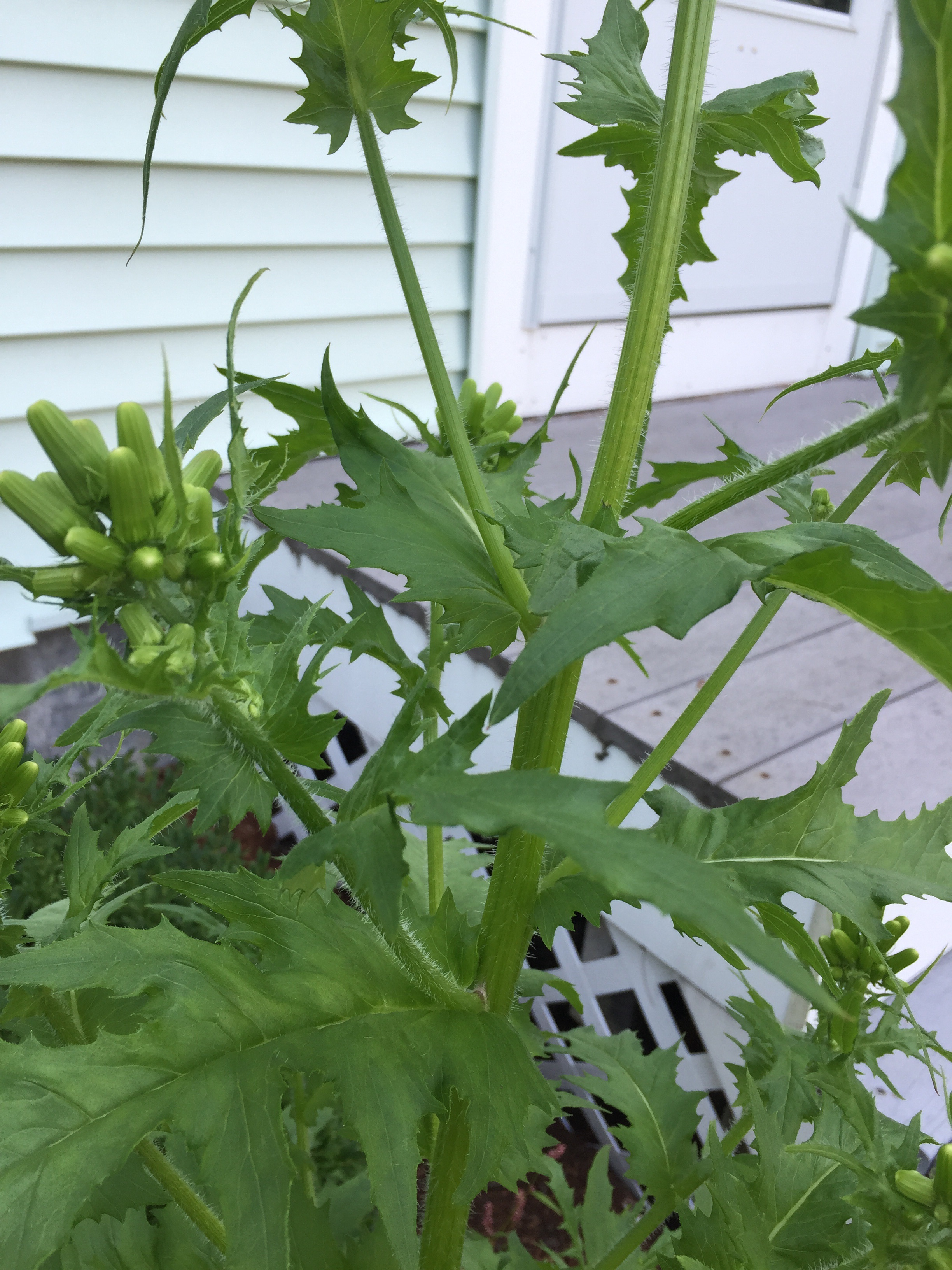 Is this a weed? What is this plant? - Ask Extension