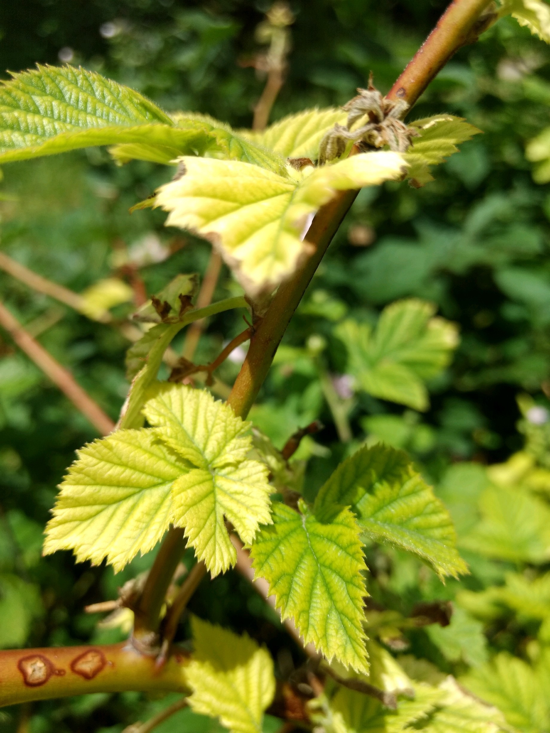 iron deficiency chlorosis in blackberries - Ask Extension