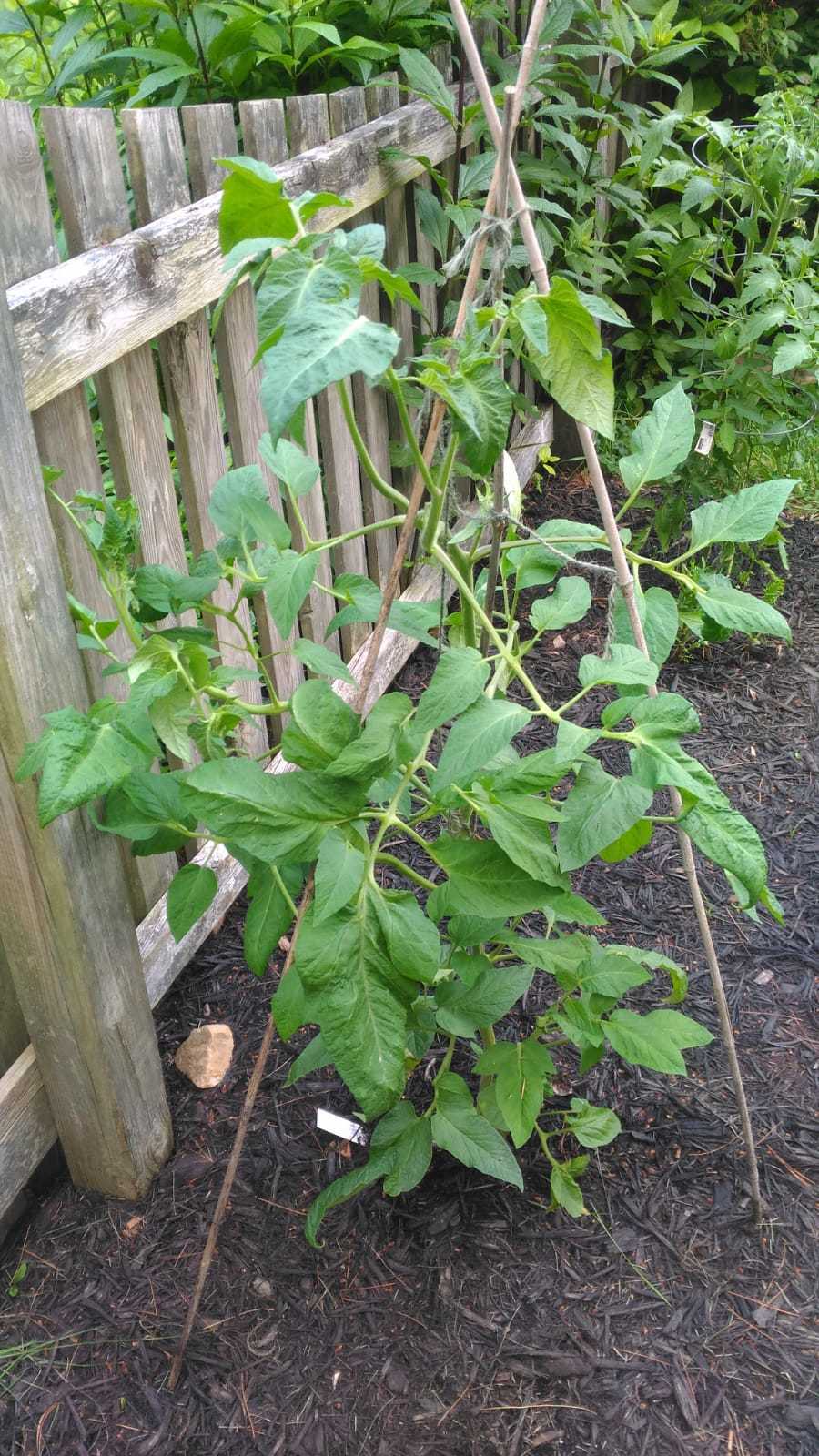 Tomato plant issue - Ask Extension