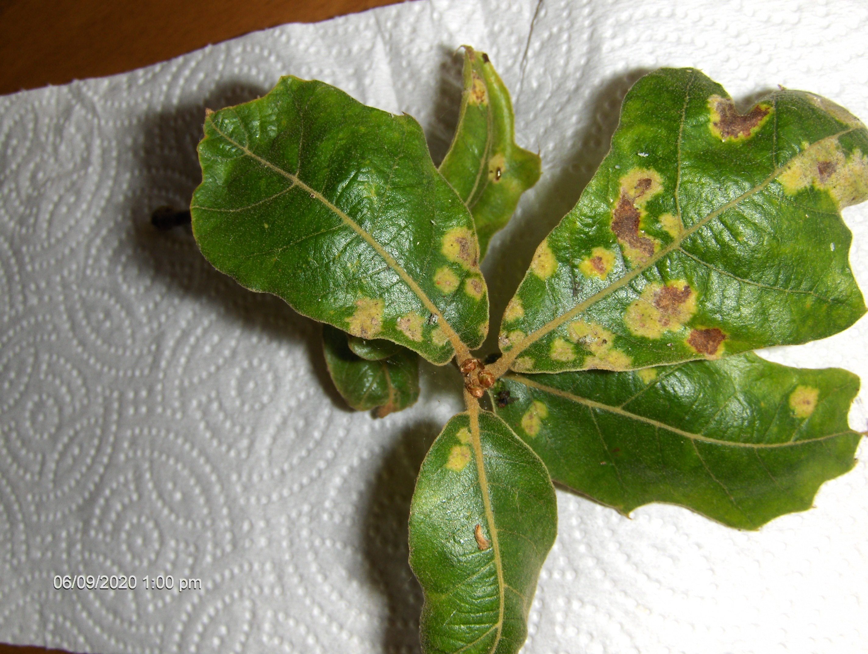 Oak Tree leaves with yellow spots and drying up. Ask Extension