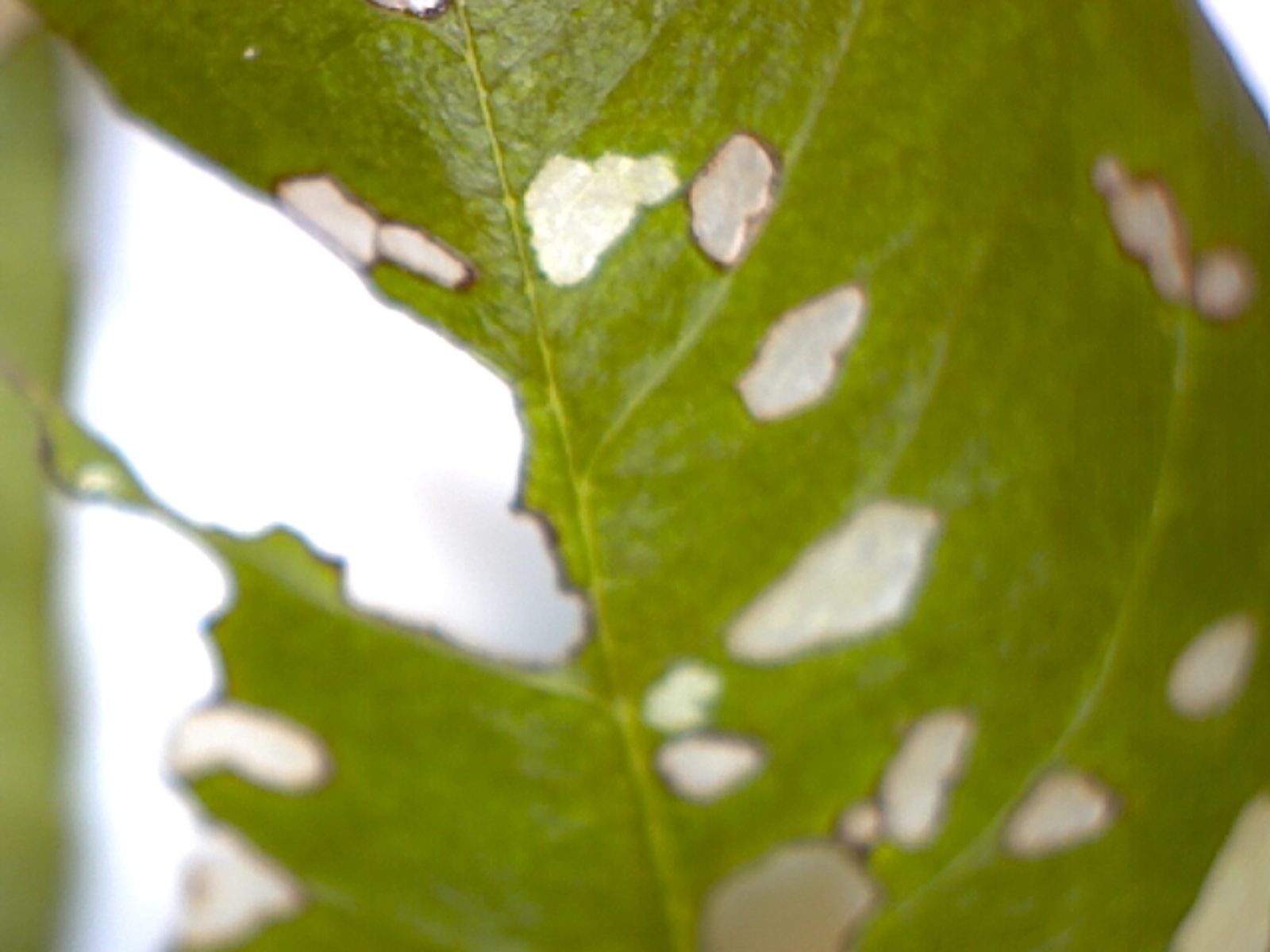 Insects Eating Rose Leaves And Lilac Ask Extension 5810