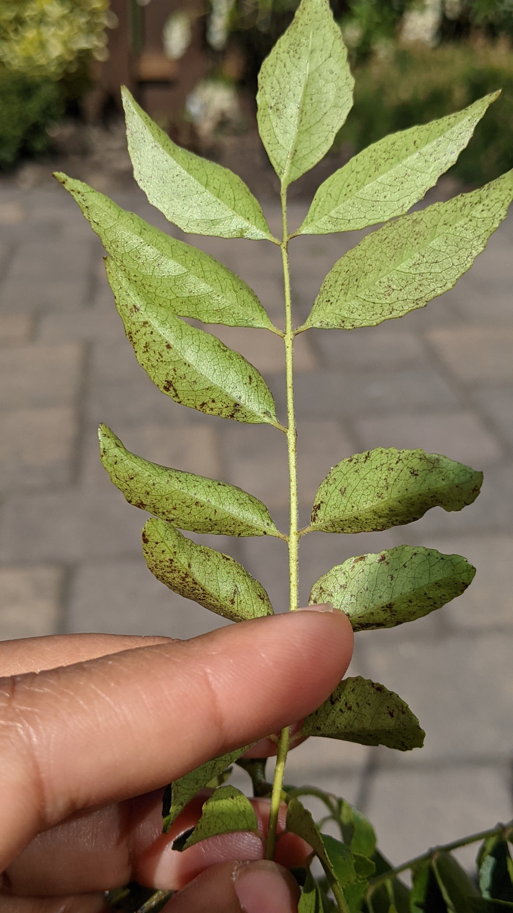 black-spots-on-curry-leaf-plant-ask-extension