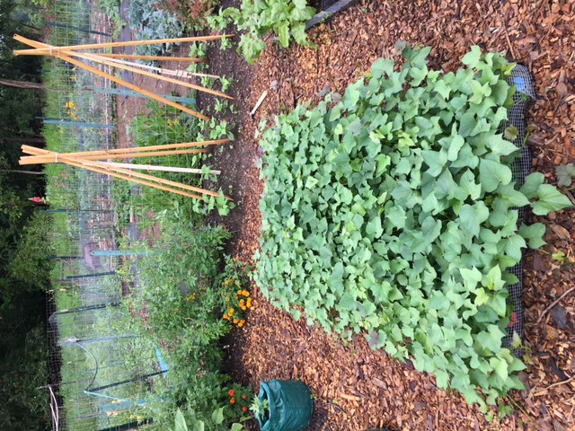 Using Trellis For Sweet Potato Vines Ask Extension 