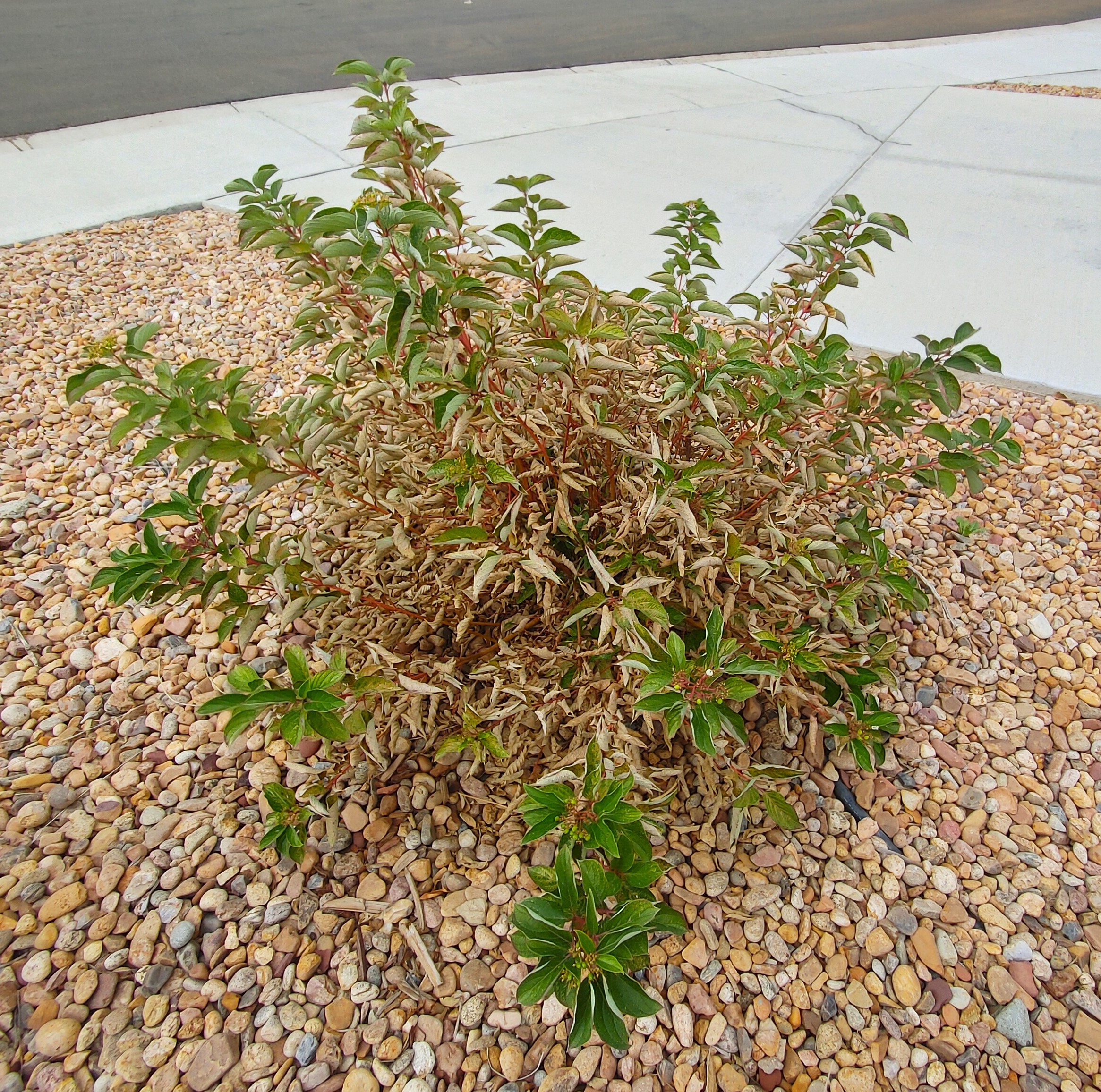 dry curled leaves on red twig dogwood shrubs - Ask Extension