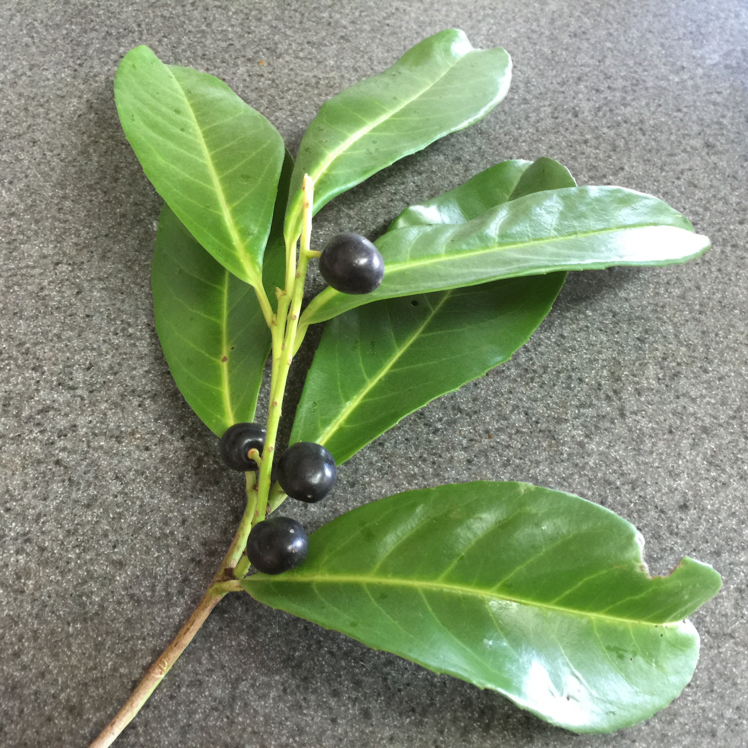 cherry laurel berries