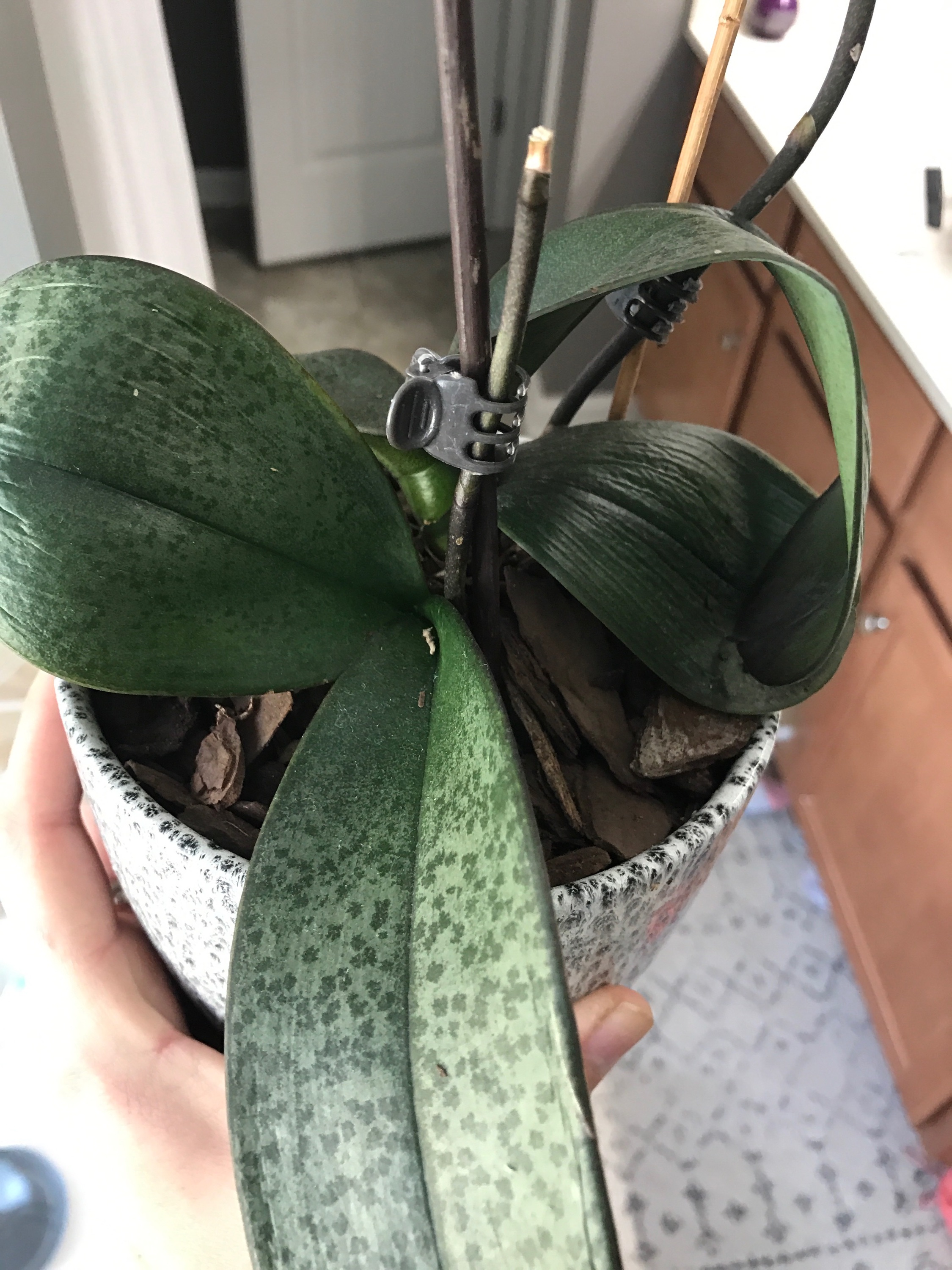 Orchid Leaves - Ask Extension