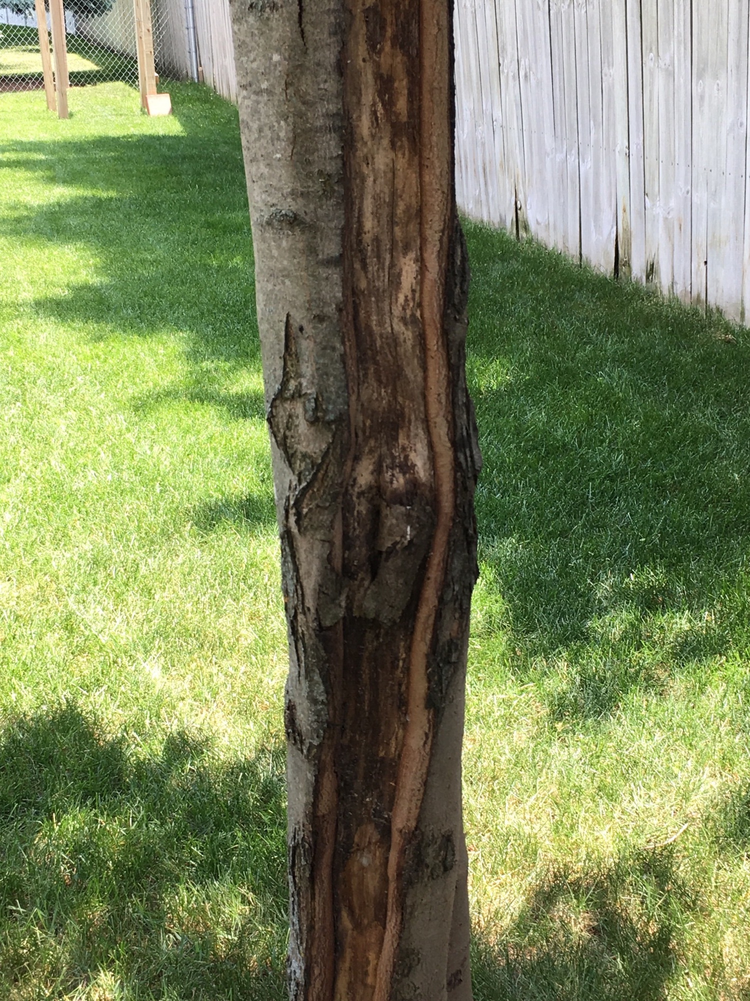Maple Tree Bark Peeling Ask Extension