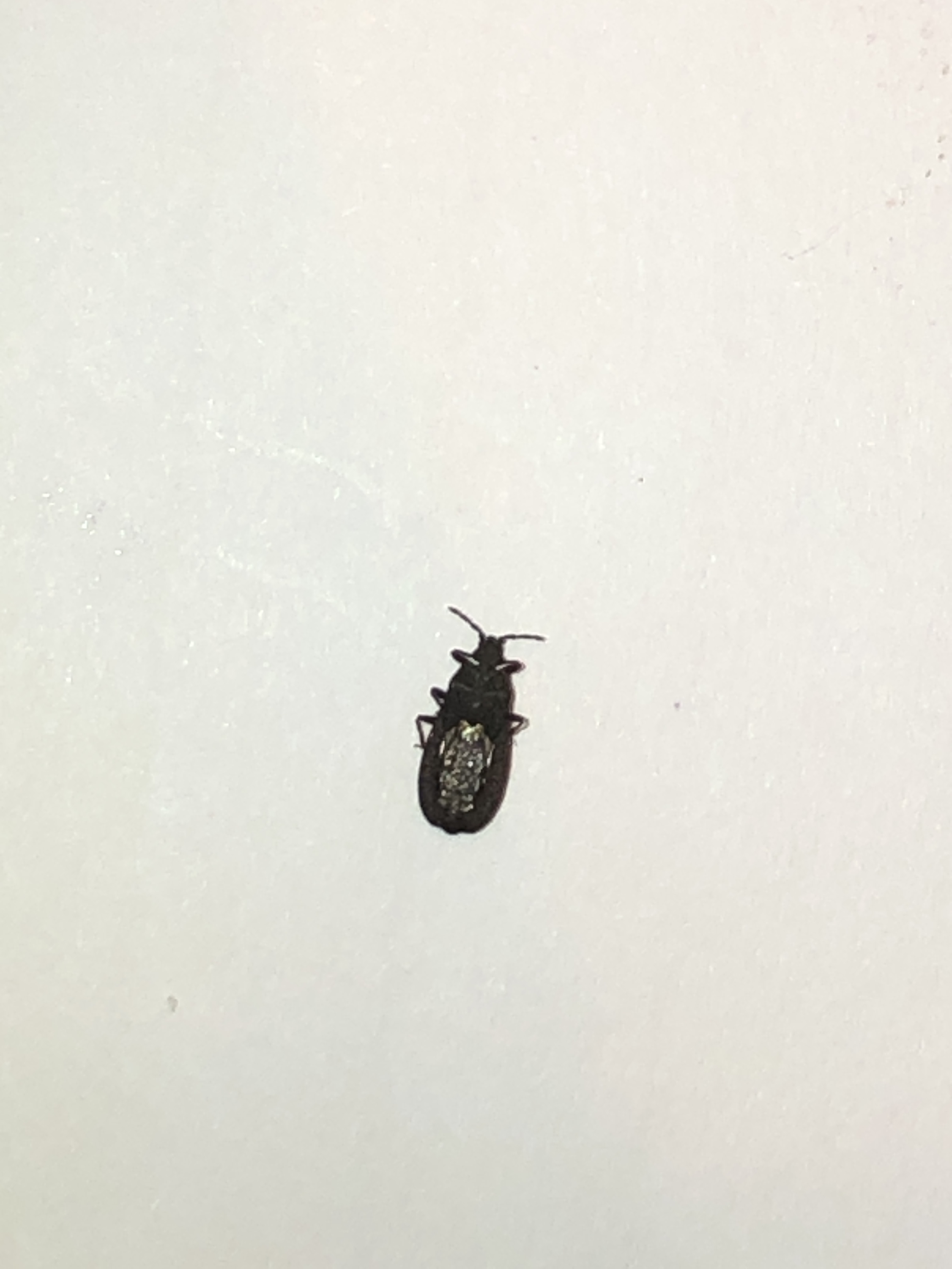 Insect ID help - Ask Extension