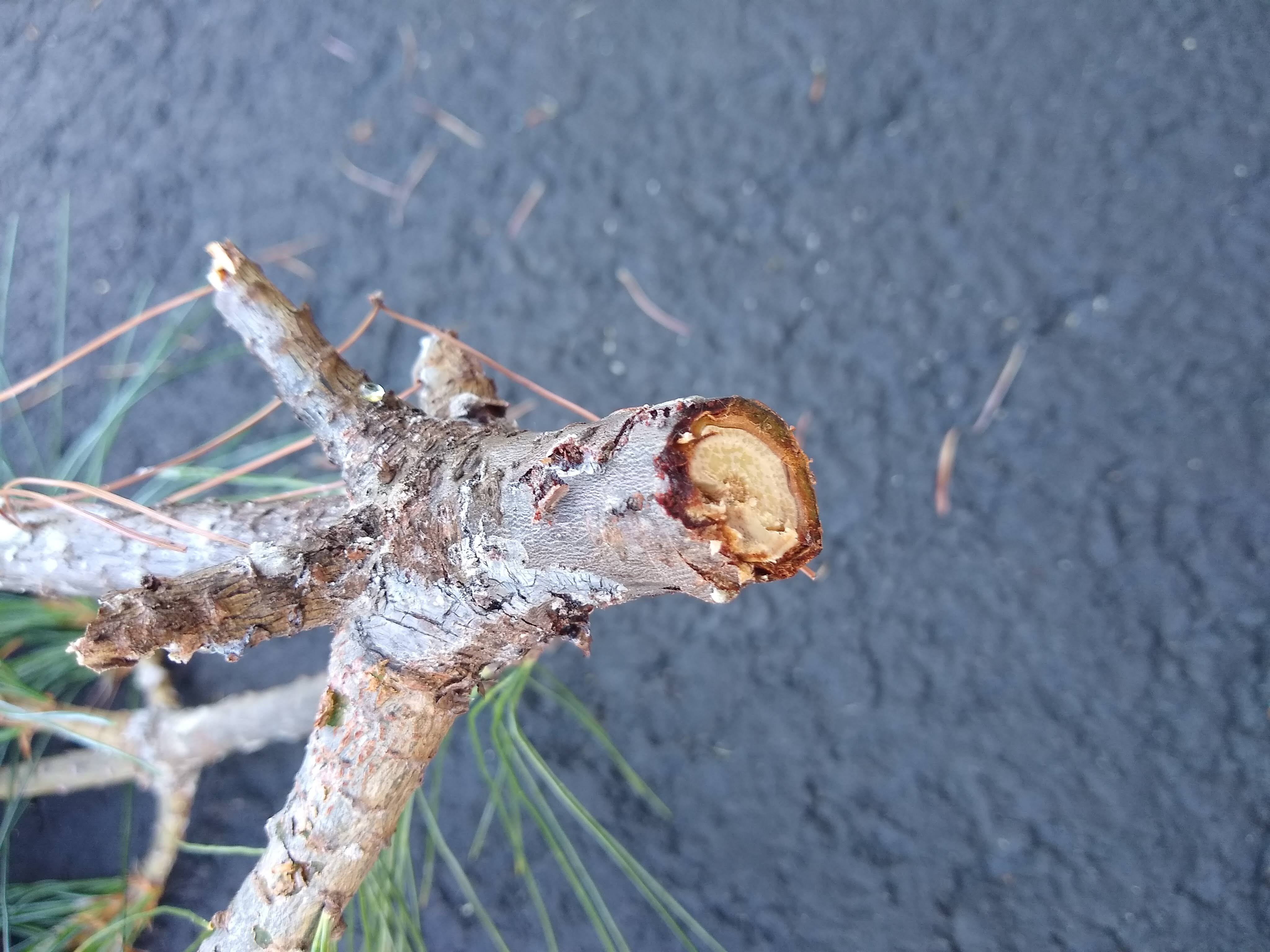 Top of Pine Tree Dying Ask Extension