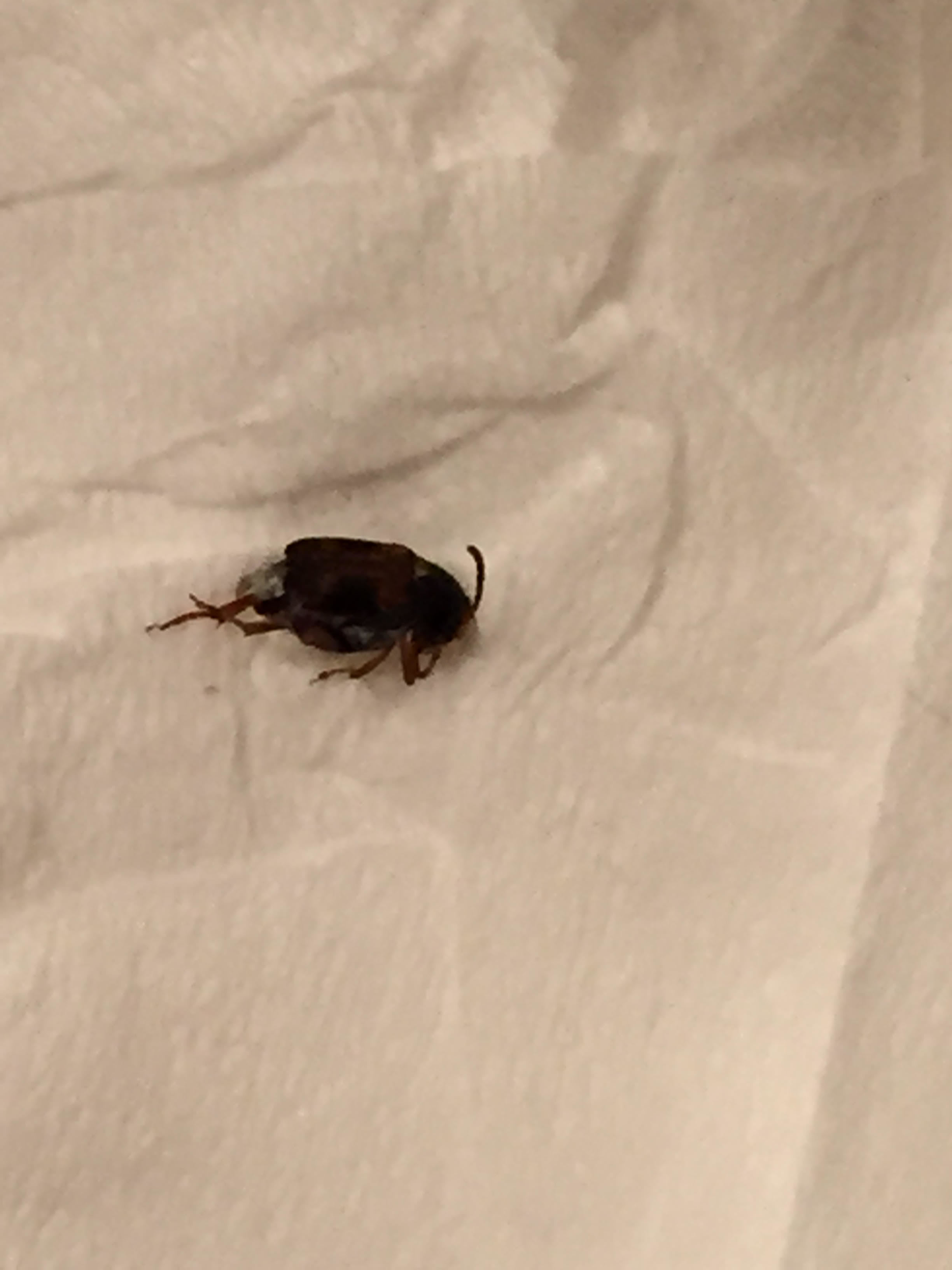 small black bugs in house that fly