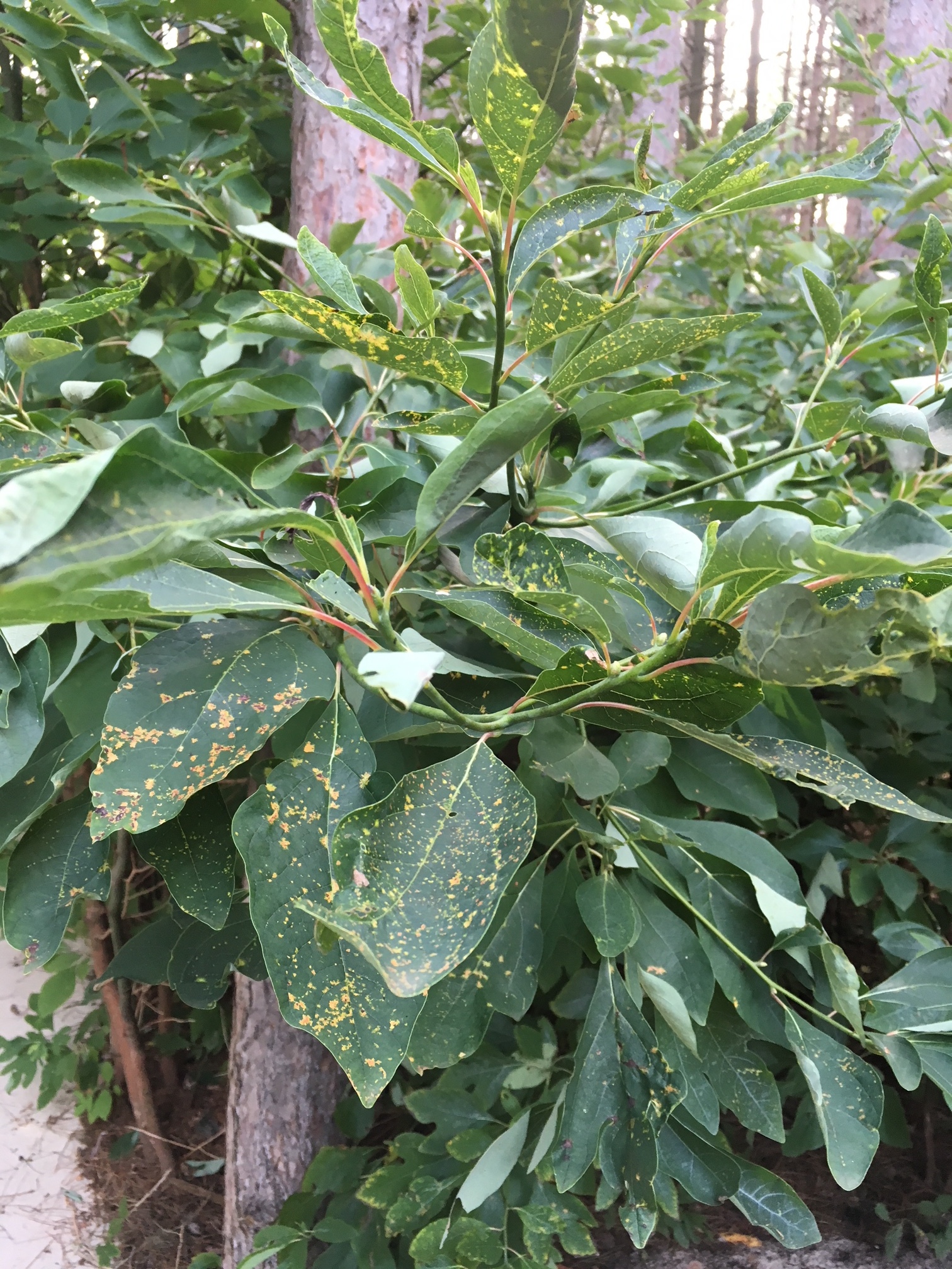 Sumac & Sasafras tree disease - Ask Extension