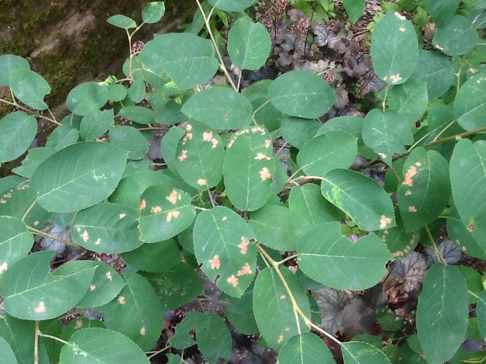 Amelanchier canadensis...bad case of rust? - Ask Extension